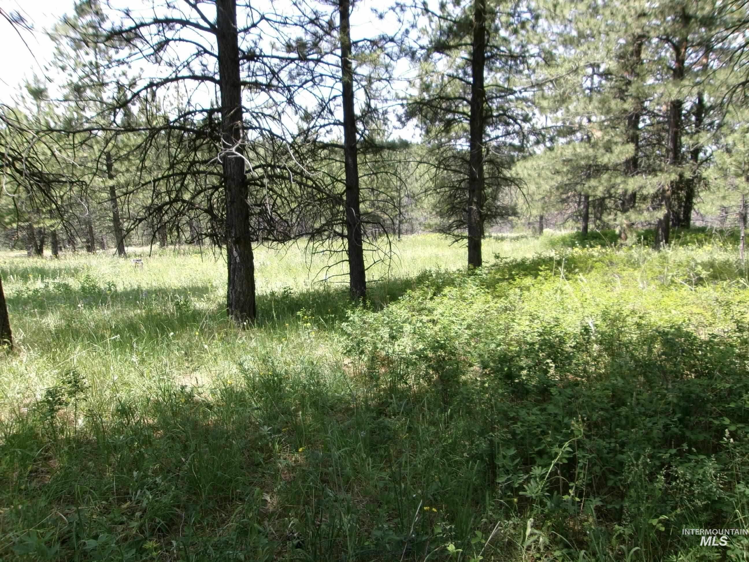 TBD Jackpine Rd, CottonWood, Idaho 83522, Land For Sale, Price $139,500, 98982935