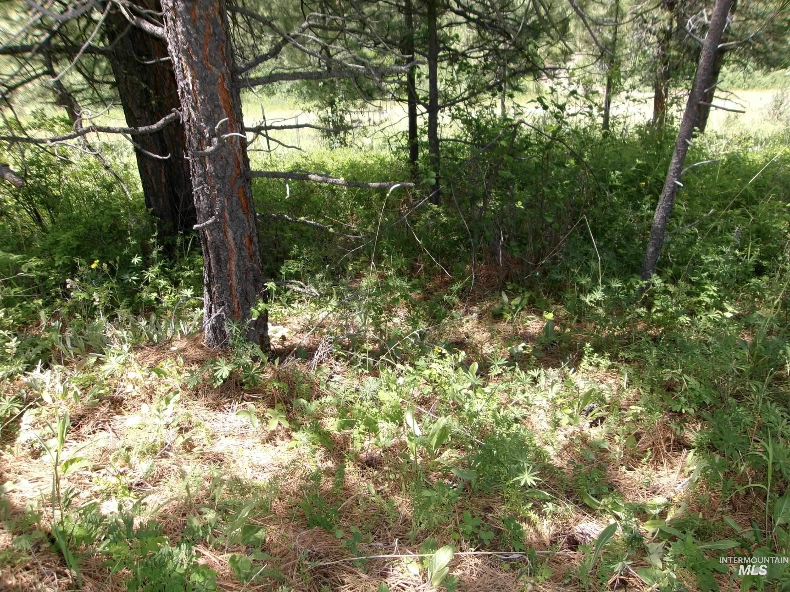 TBD Jackpine Rd, CottonWood, Idaho 83522, Land For Sale, Price $139,500, 98982935