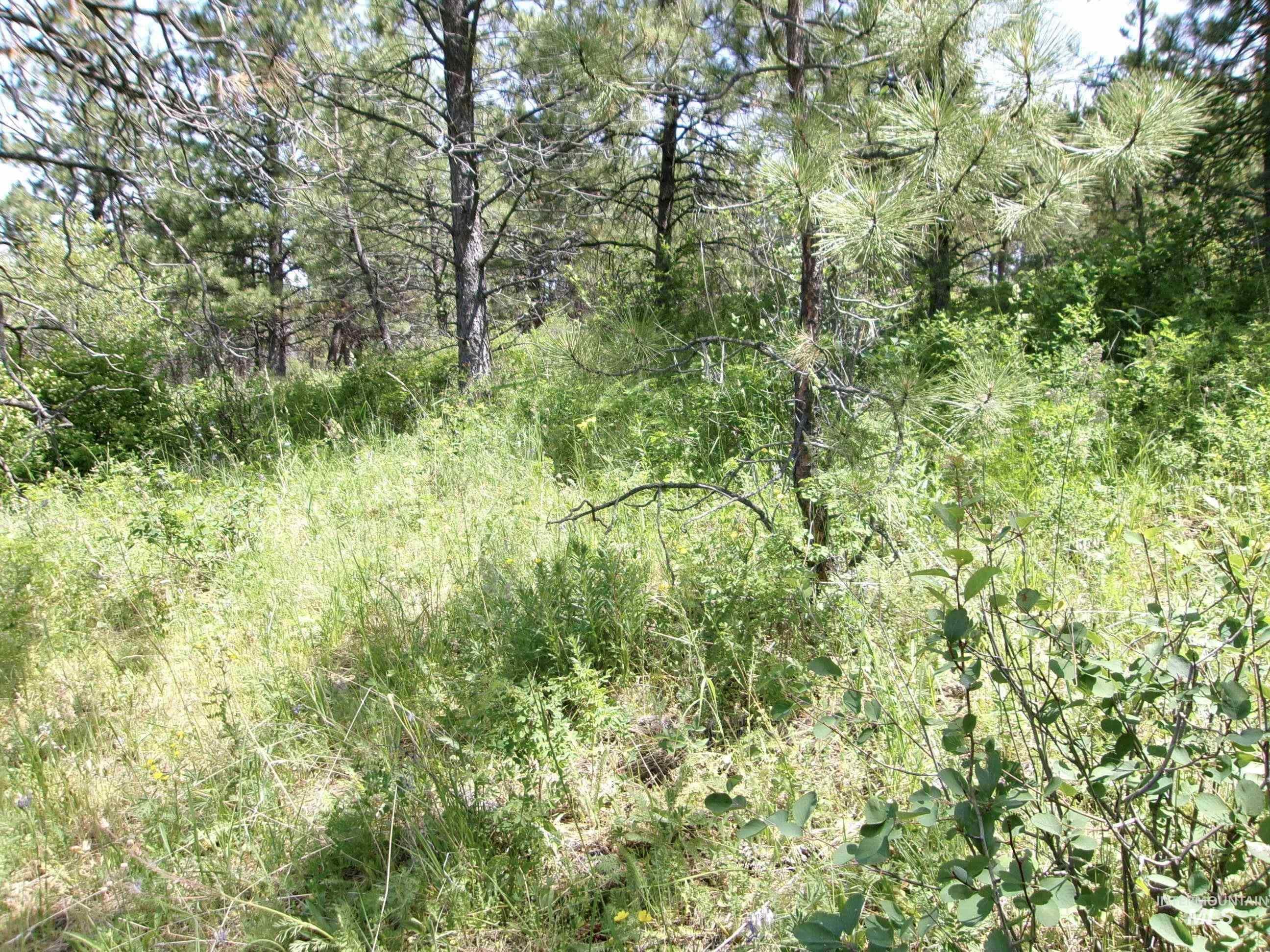 TBD Jackpine Rd, CottonWood, Idaho 83522, Land For Sale, Price $139,500, 98982935