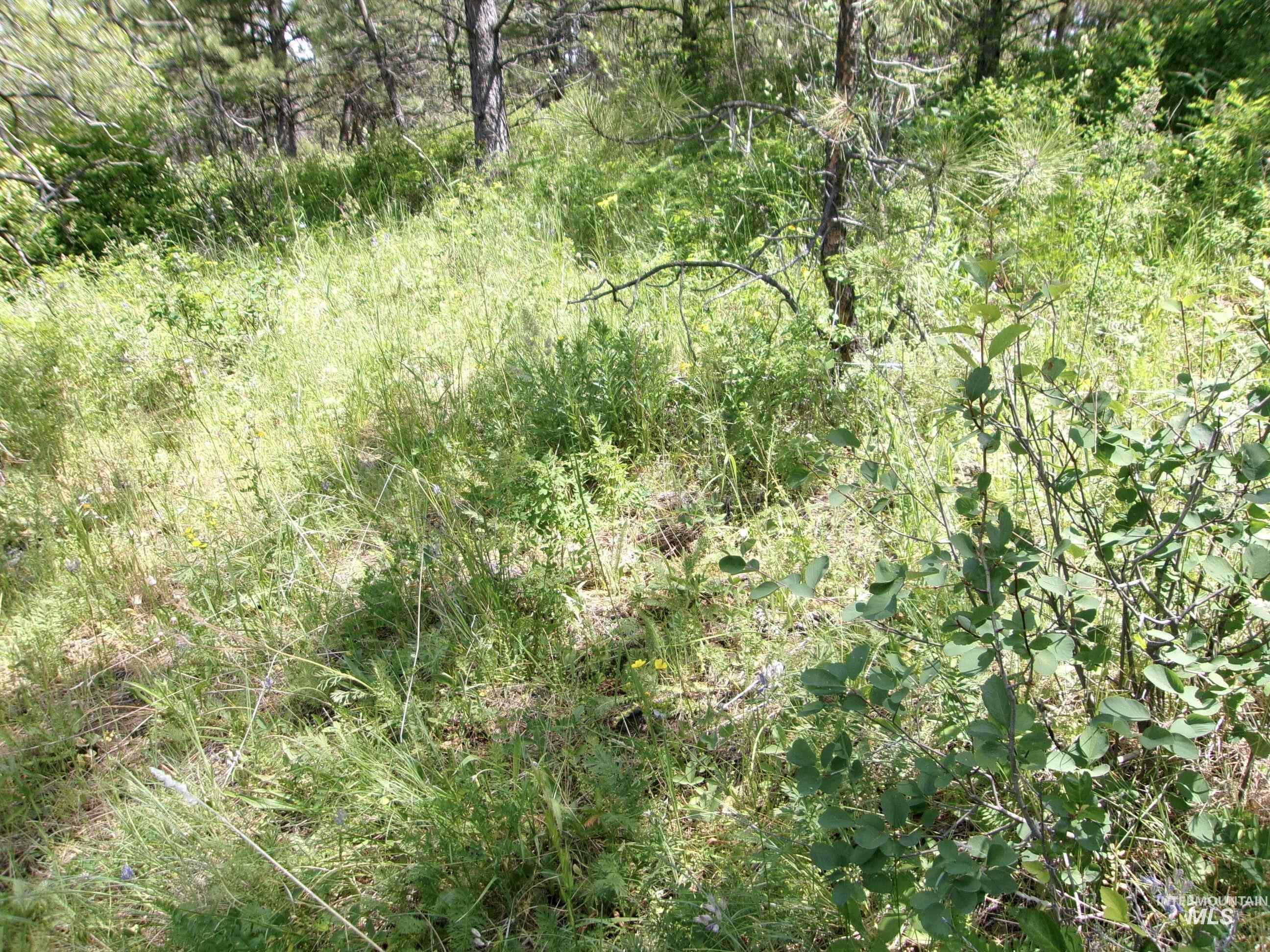 TBD Jackpine Rd, CottonWood, Idaho 83522, Land For Sale, Price $139,500, 98982935