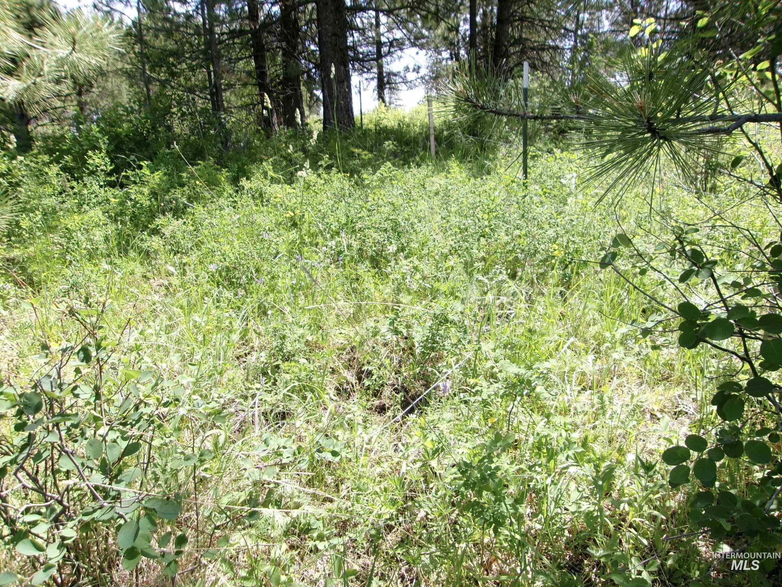 TBD Jackpine Rd, CottonWood, Idaho 83522, Land For Sale, Price $139,500, 98982935