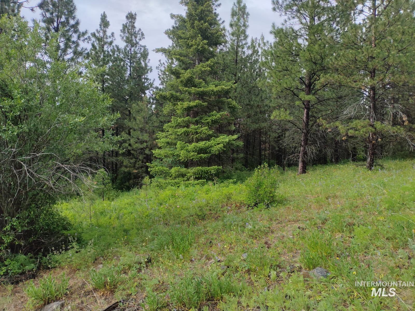 TBD Jackpine Rd, CottonWood, Idaho 83522, Land For Sale, Price $139,500, 98982935