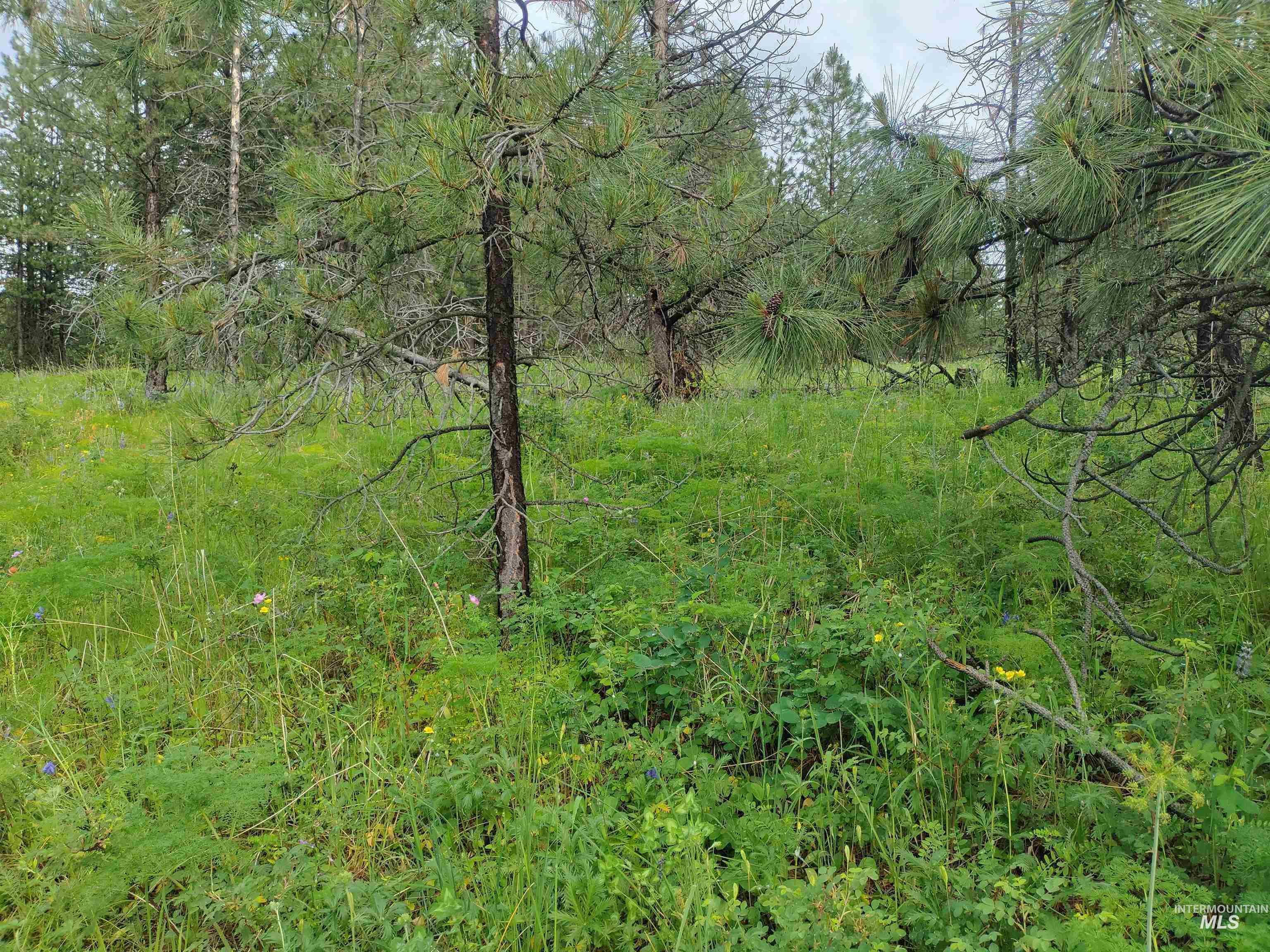 TBD Jackpine Rd, CottonWood, Idaho 83522, Land For Sale, Price $139,500, 98982935