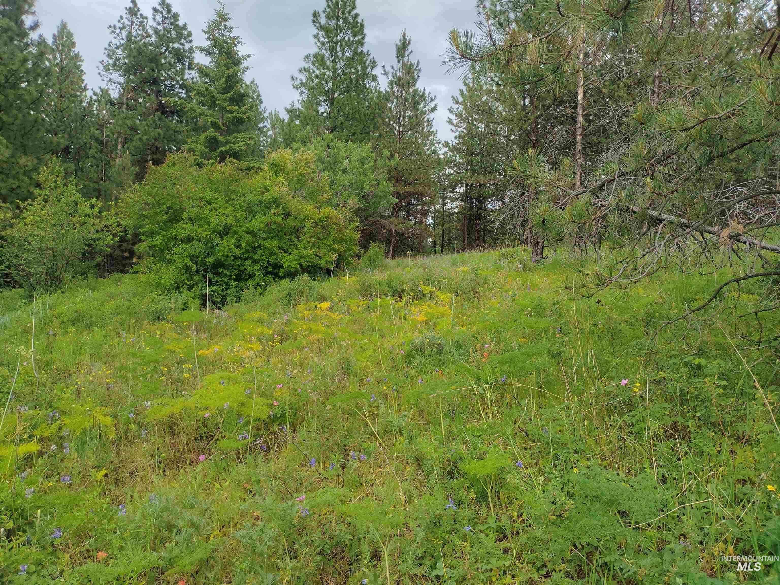 TBD Jackpine Rd, CottonWood, Idaho 83522, Land For Sale, Price $139,500, 98982935