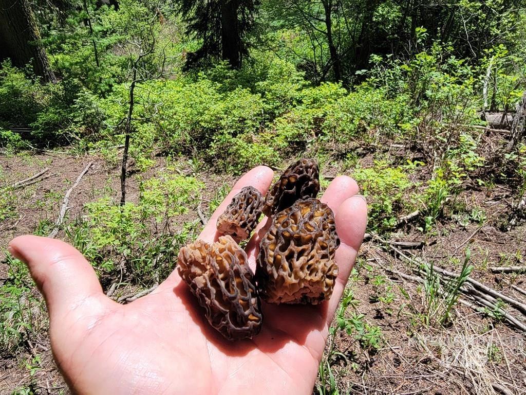 32 Arling Trail, Donnelly, Idaho 83615, Land For Sale, Price $199,000,MLS 98982961