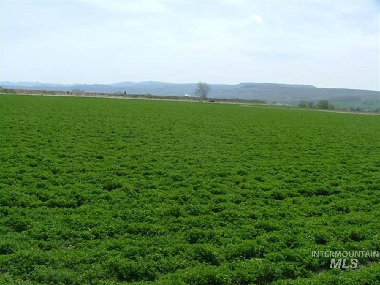 721 Mendiola, Nyssa, Oregon 97913, 3 Bedrooms, 1 Bathroom, Farm & Ranch For Sale, Price $1,100,000,MLS 98983099