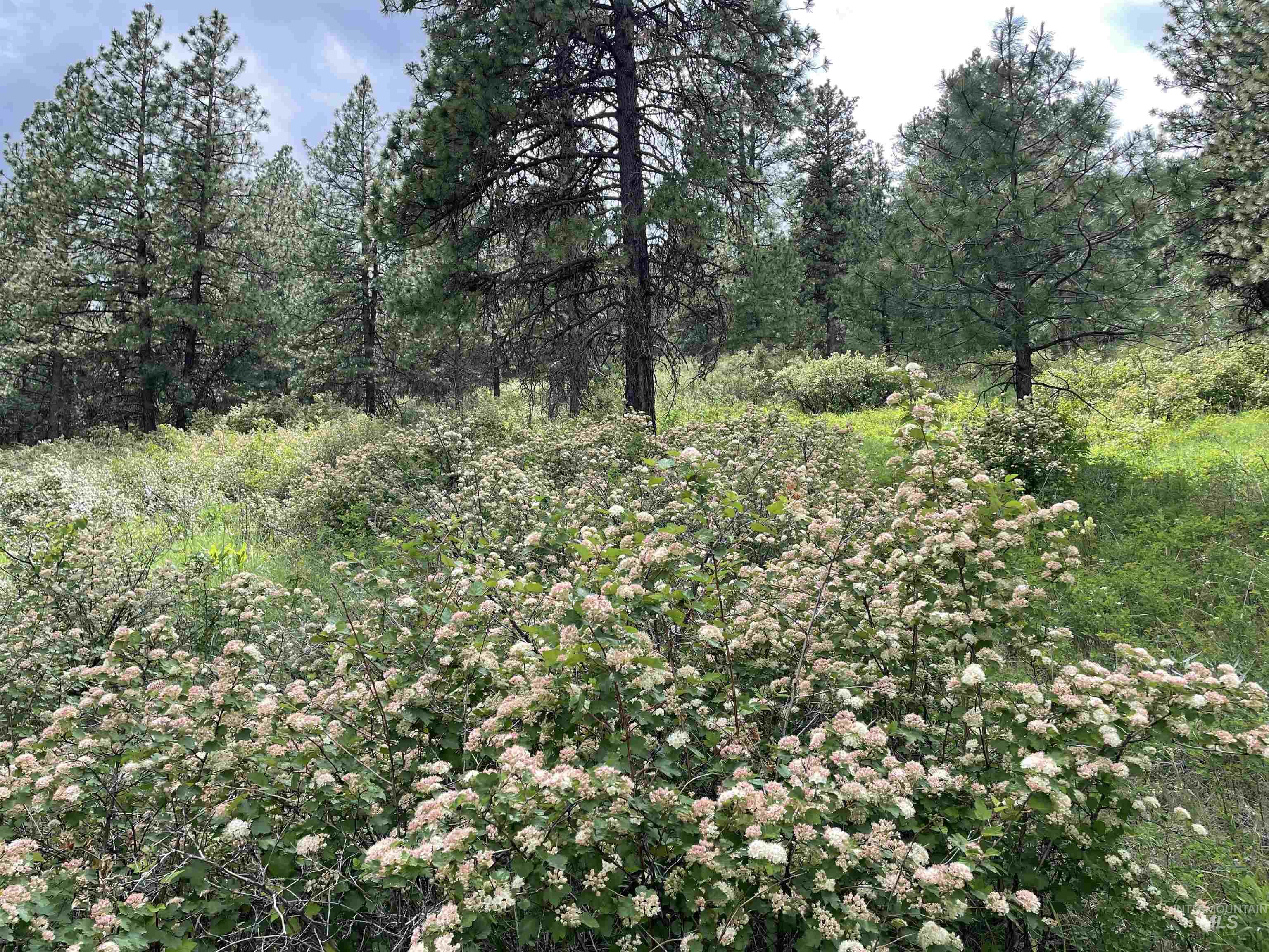 1221 Shady Lane, De Smet, Idaho 83824, Land For Sale, Price $90,000,MLS 98983310