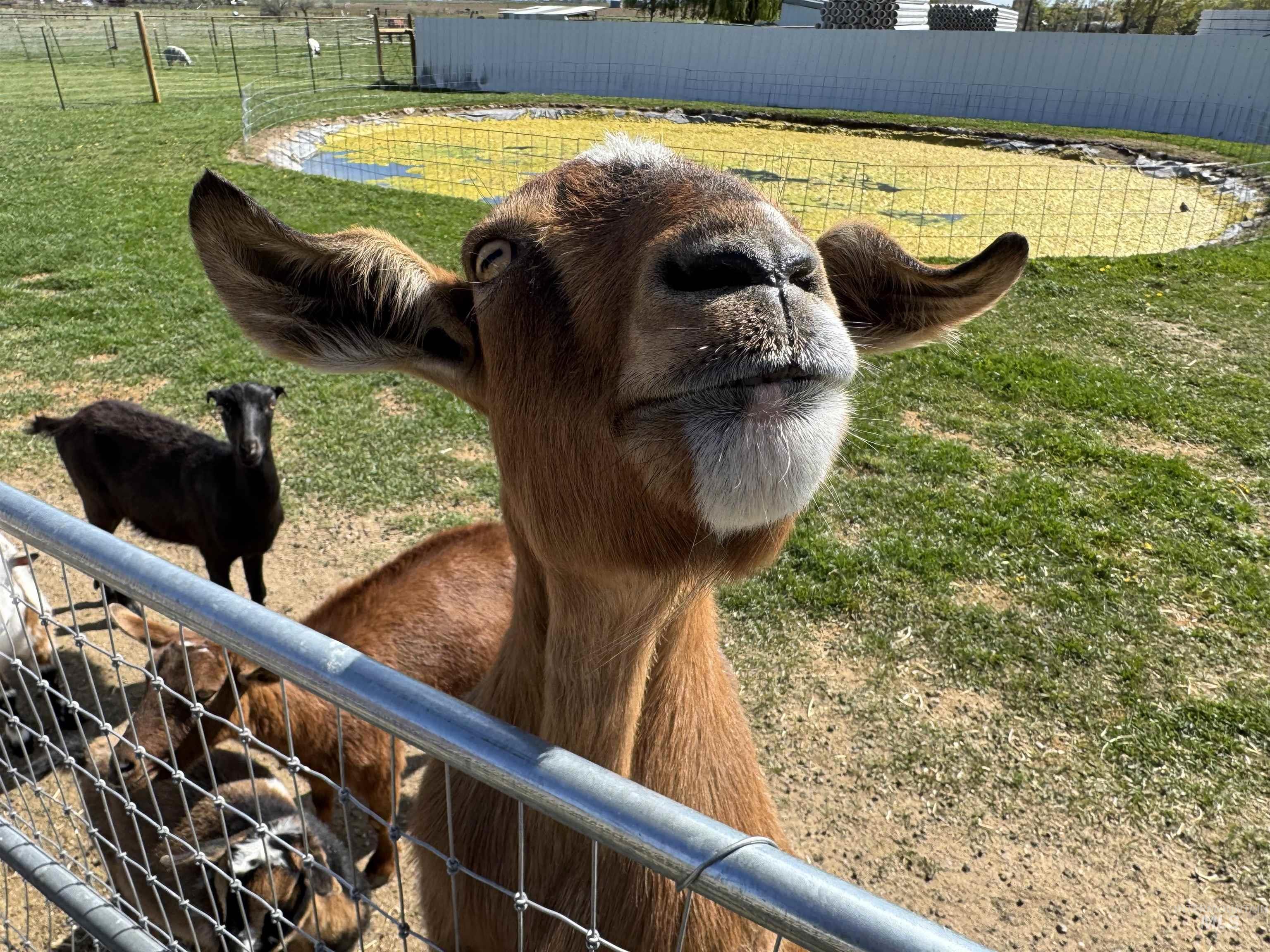 1698 State Hwy 46, Gooding, Idaho 83330, 3 Bedrooms, 1 Bathroom, Residential For Sale, Price $395,000,MLS 98983620