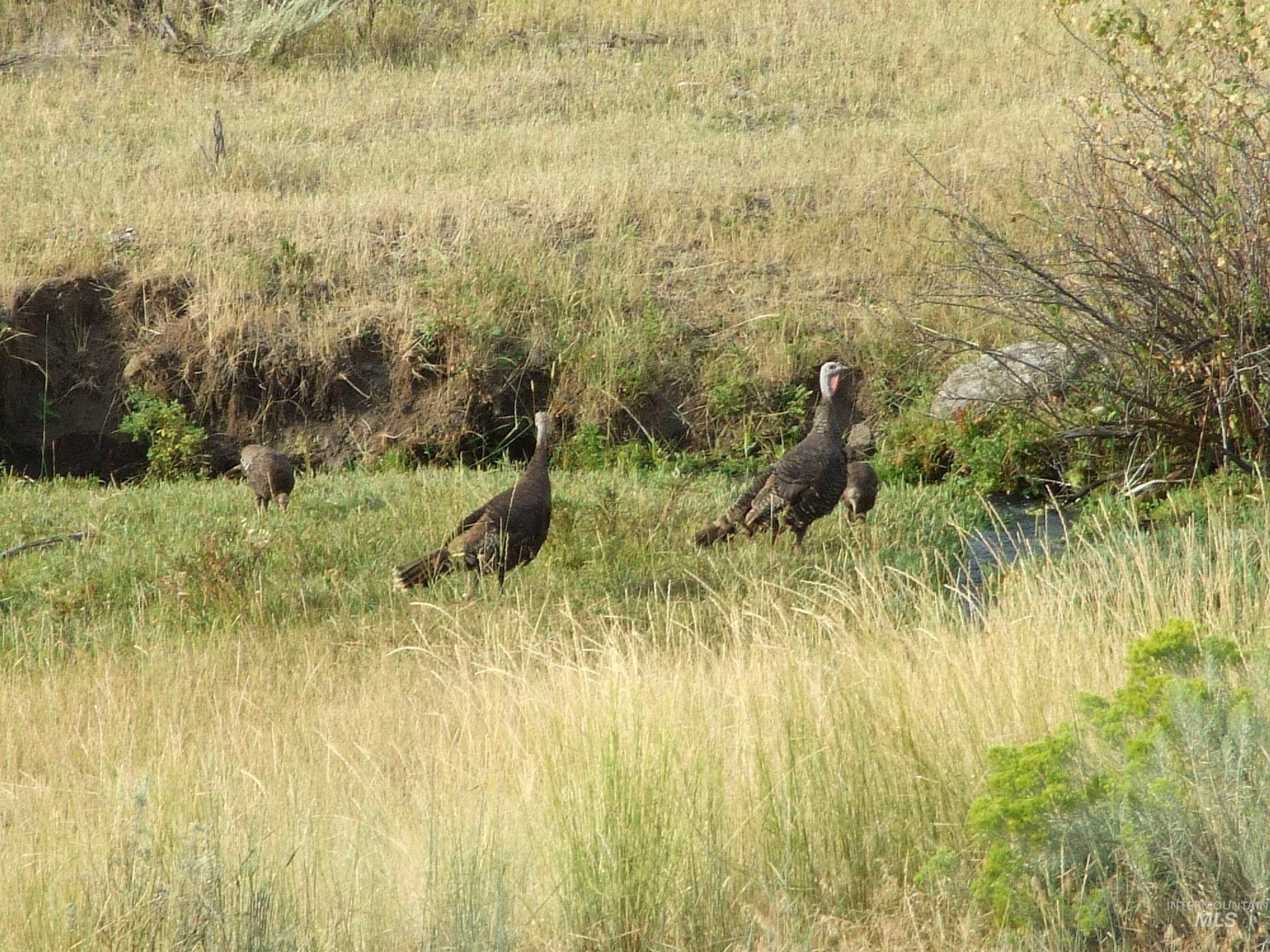 36020 Alder Creek Rd, Baker City, Oregon 97814, 3 Bedrooms, 2 Bathrooms, Residential For Sale, Price $1,050,000,MLS 98983870