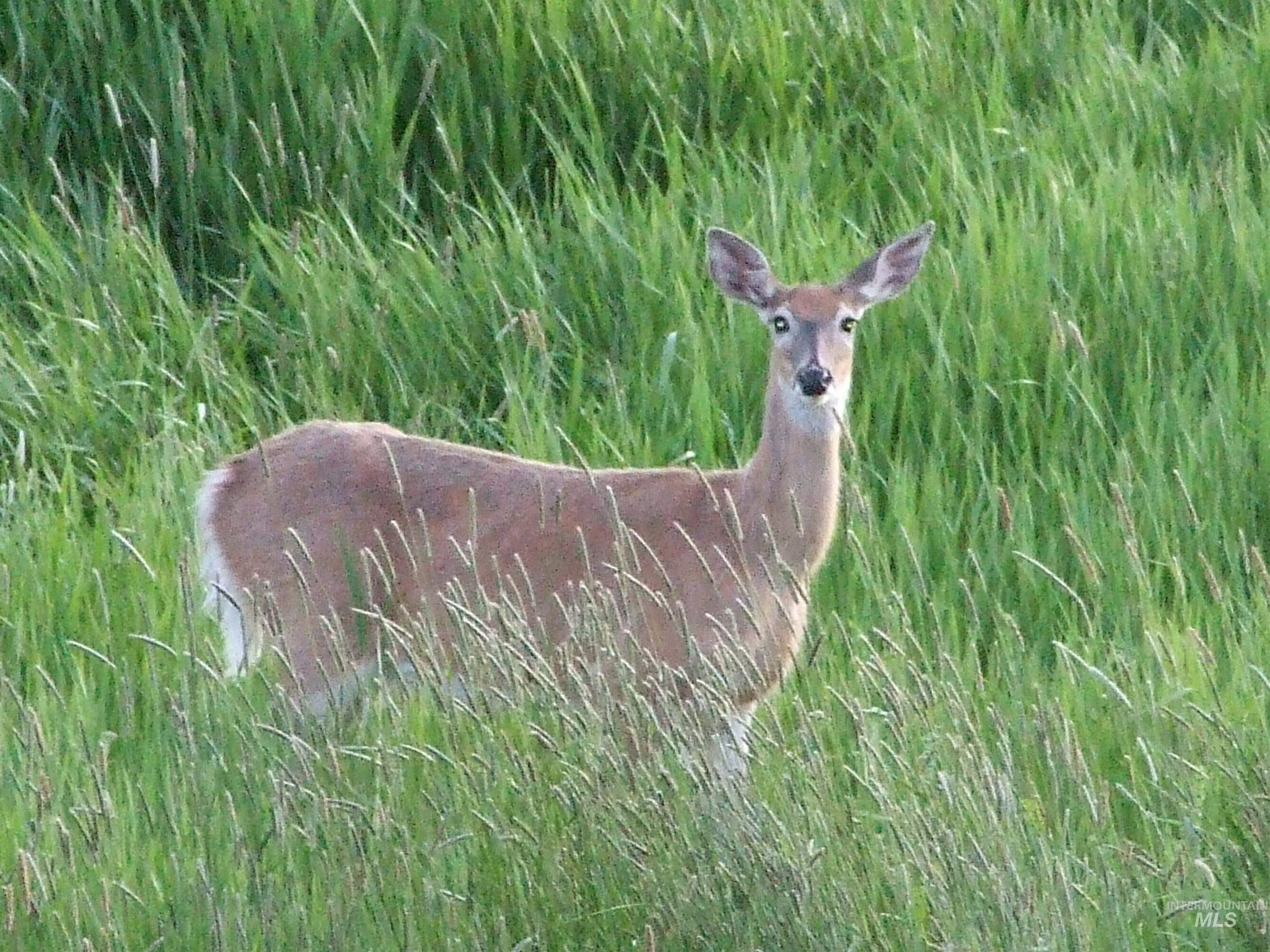 36020 Alder Creek Rd, Baker City, Oregon 97814, 3 Bedrooms, 2 Bathrooms, Residential For Sale, Price $1,050,000,MLS 98983870