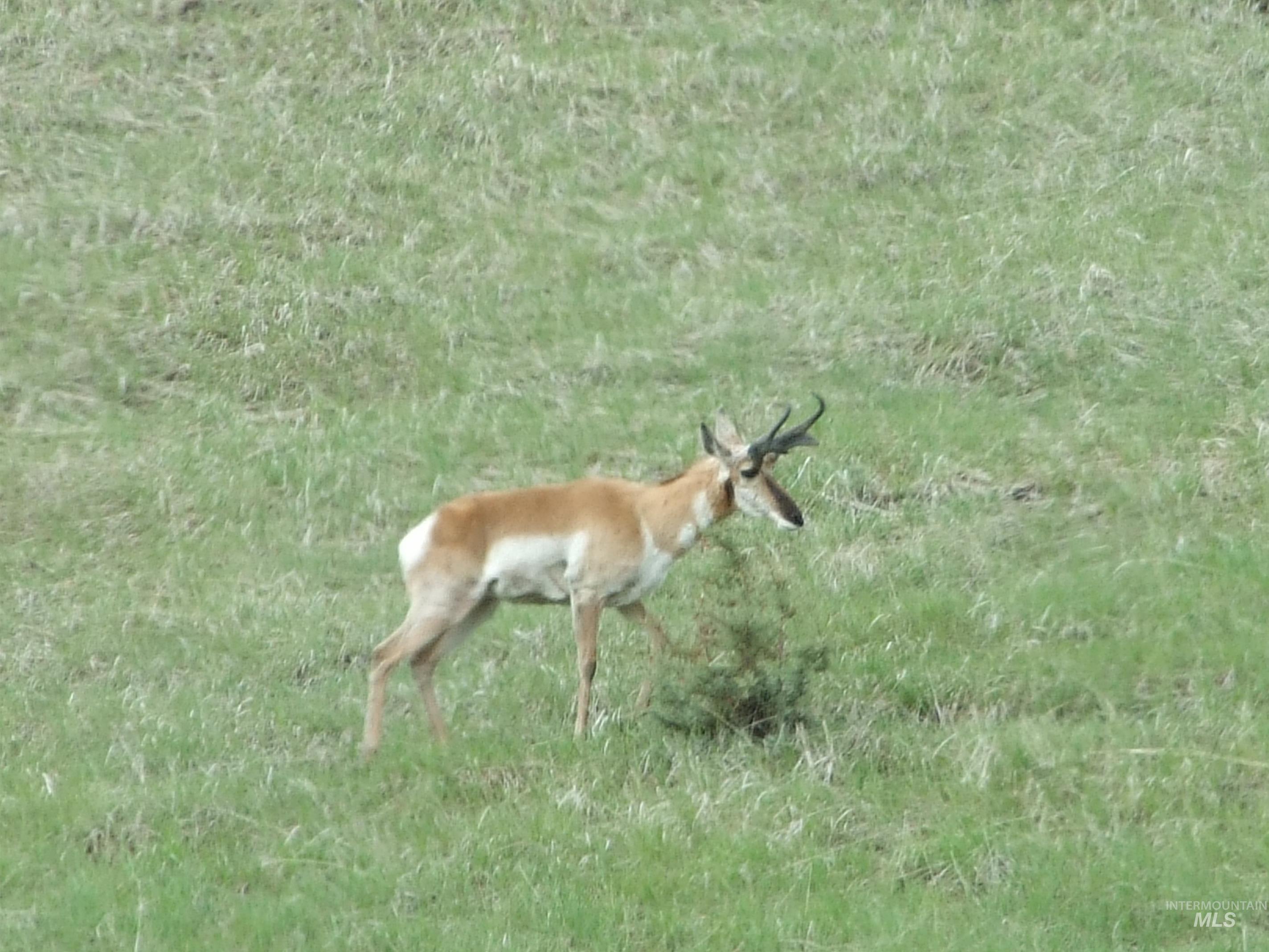 36020 Alder Creek Rd, Baker City, Oregon 97814, 3 Bedrooms, 2 Bathrooms, Residential For Sale, Price $1,050,000,MLS 98983870