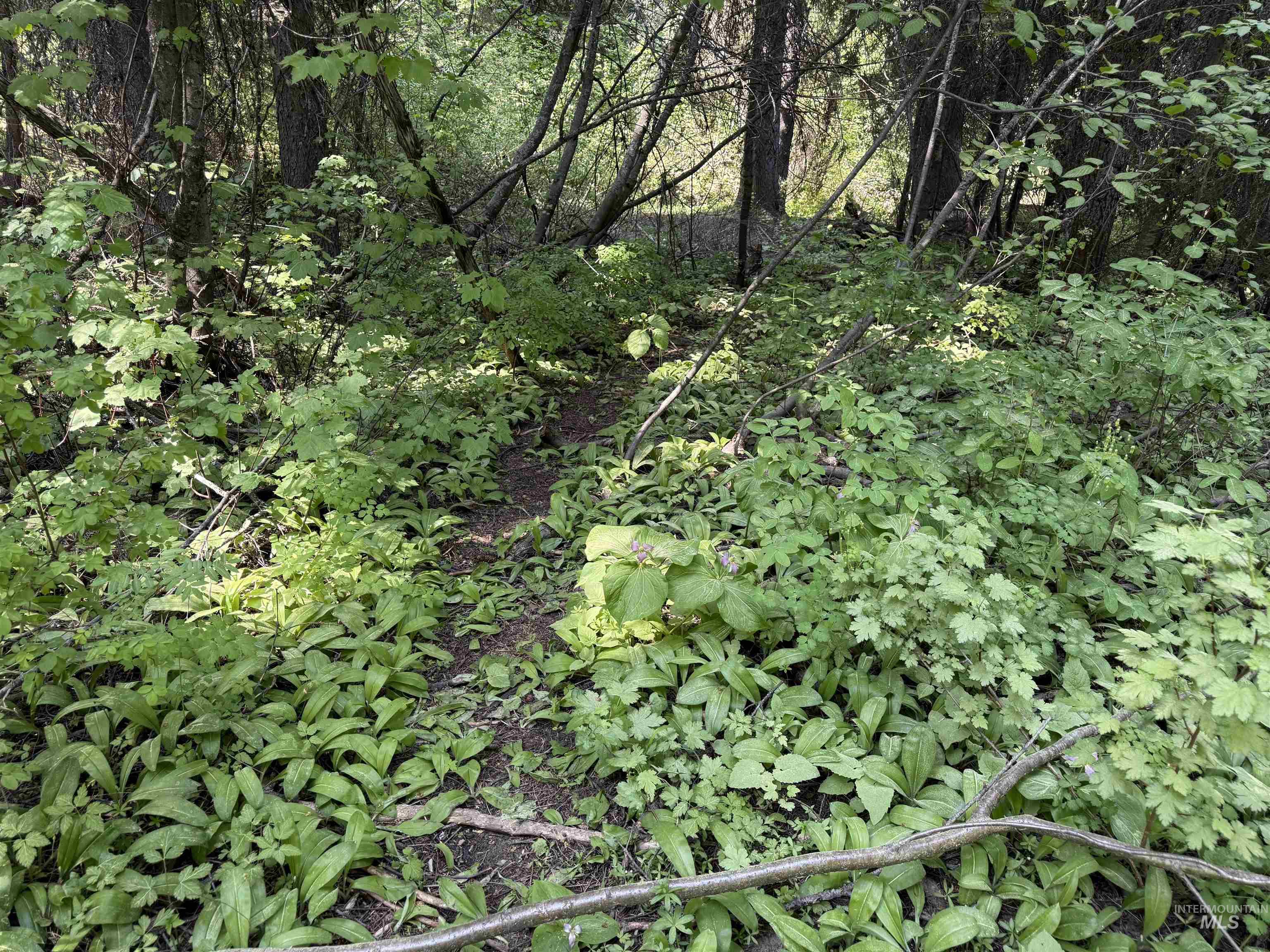 24 Wapiti Dr, Cascade, Idaho 83611, Land For Sale, Price $239,000,MLS 98983916