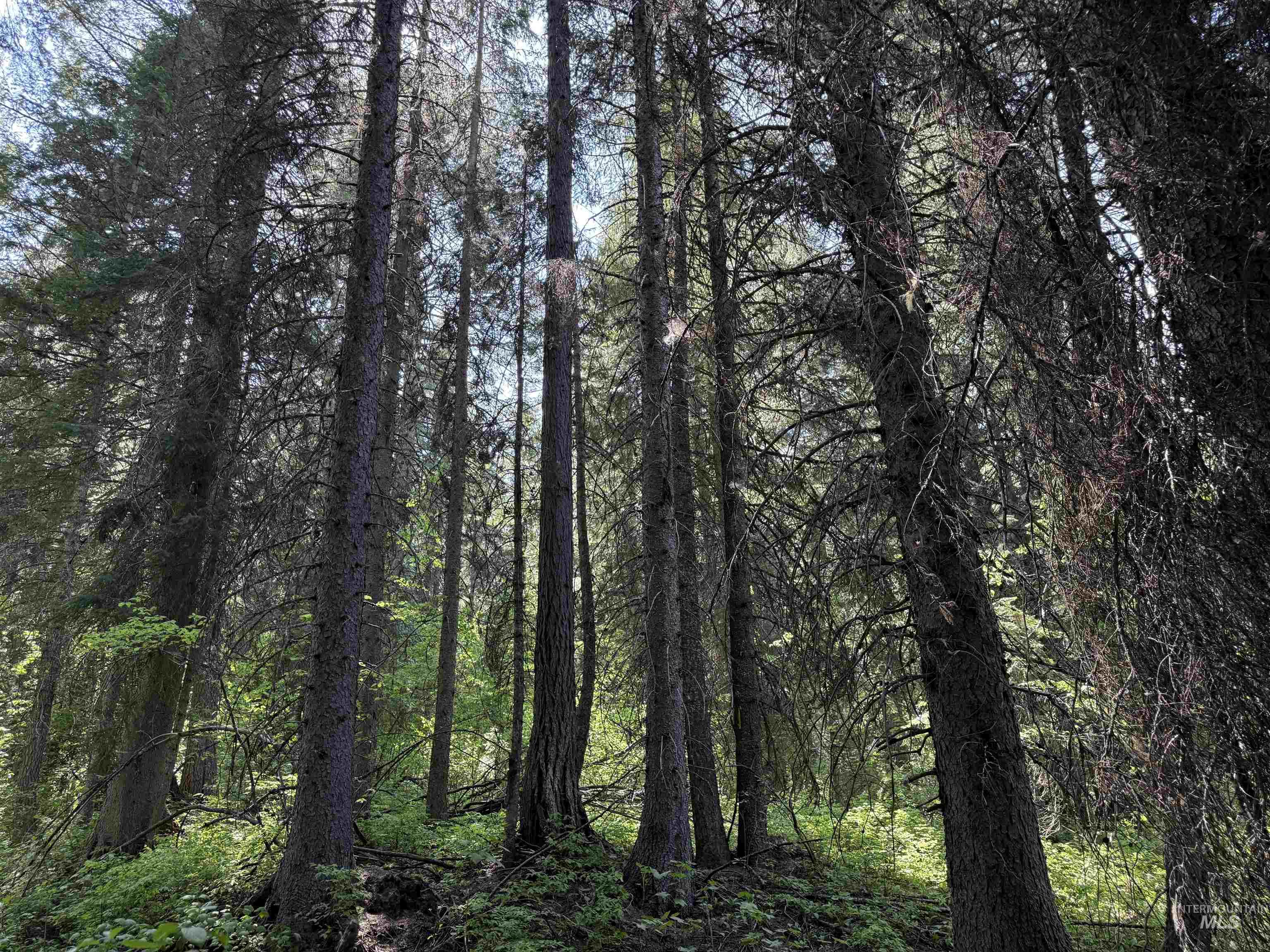 24 Wapiti Dr, Cascade, Idaho 83611, Land For Sale, Price $239,000,MLS 98983916