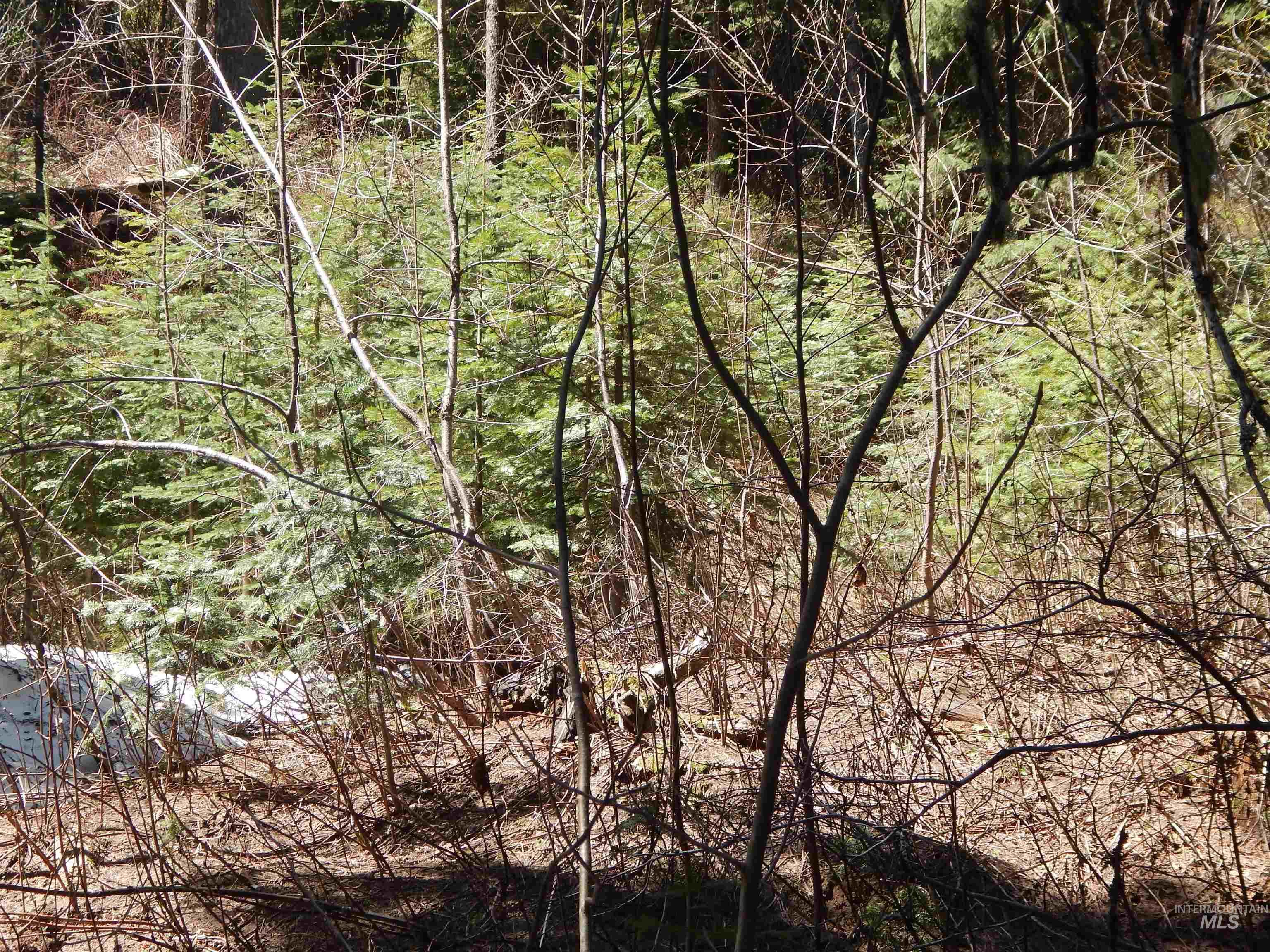 1601 Bear Trail Loop, Donnelly, Idaho 83615, Land For Sale, Price $199,000,MLS 98983999