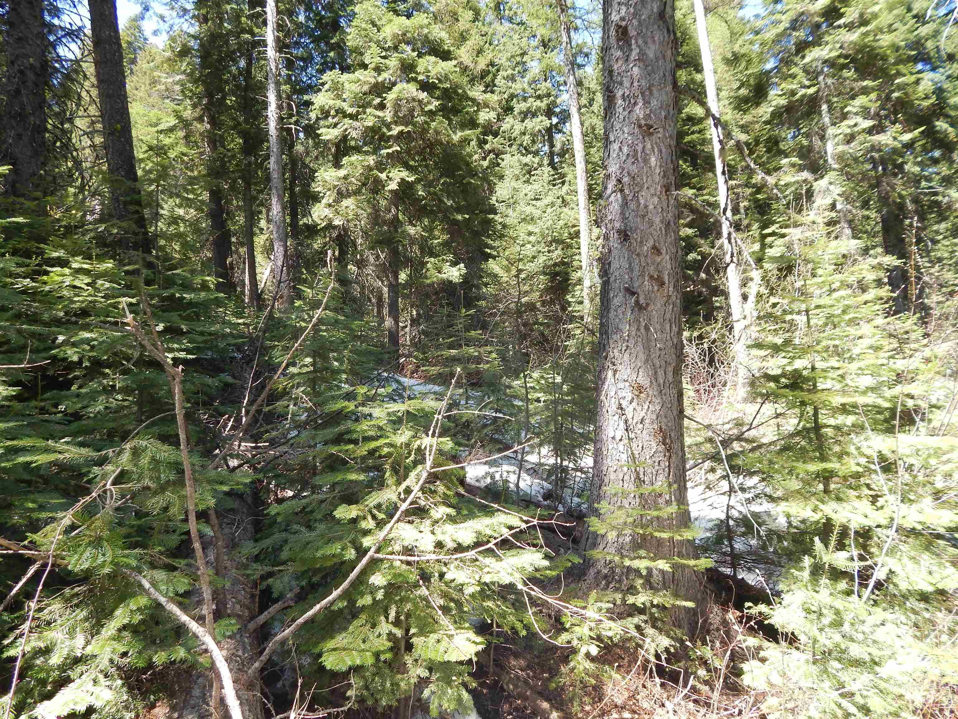 1601 Bear Trail Loop, Donnelly, Idaho 83615, Land For Sale, Price $189,000,MLS 98983999