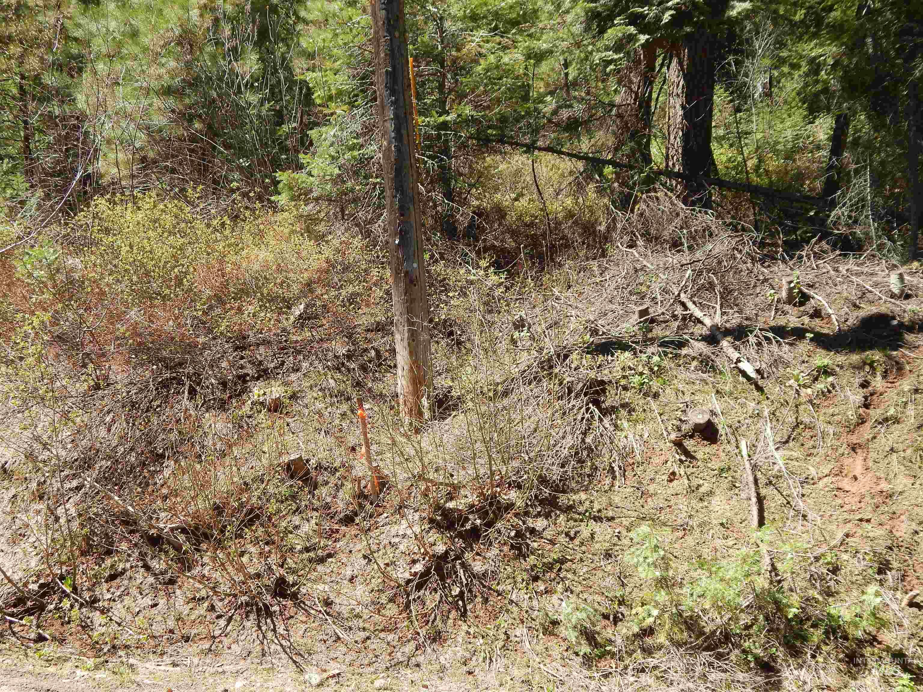 1601 Bear Trail Loop, Donnelly, Idaho 83615, Land For Sale, Price $189,000,MLS 98983999