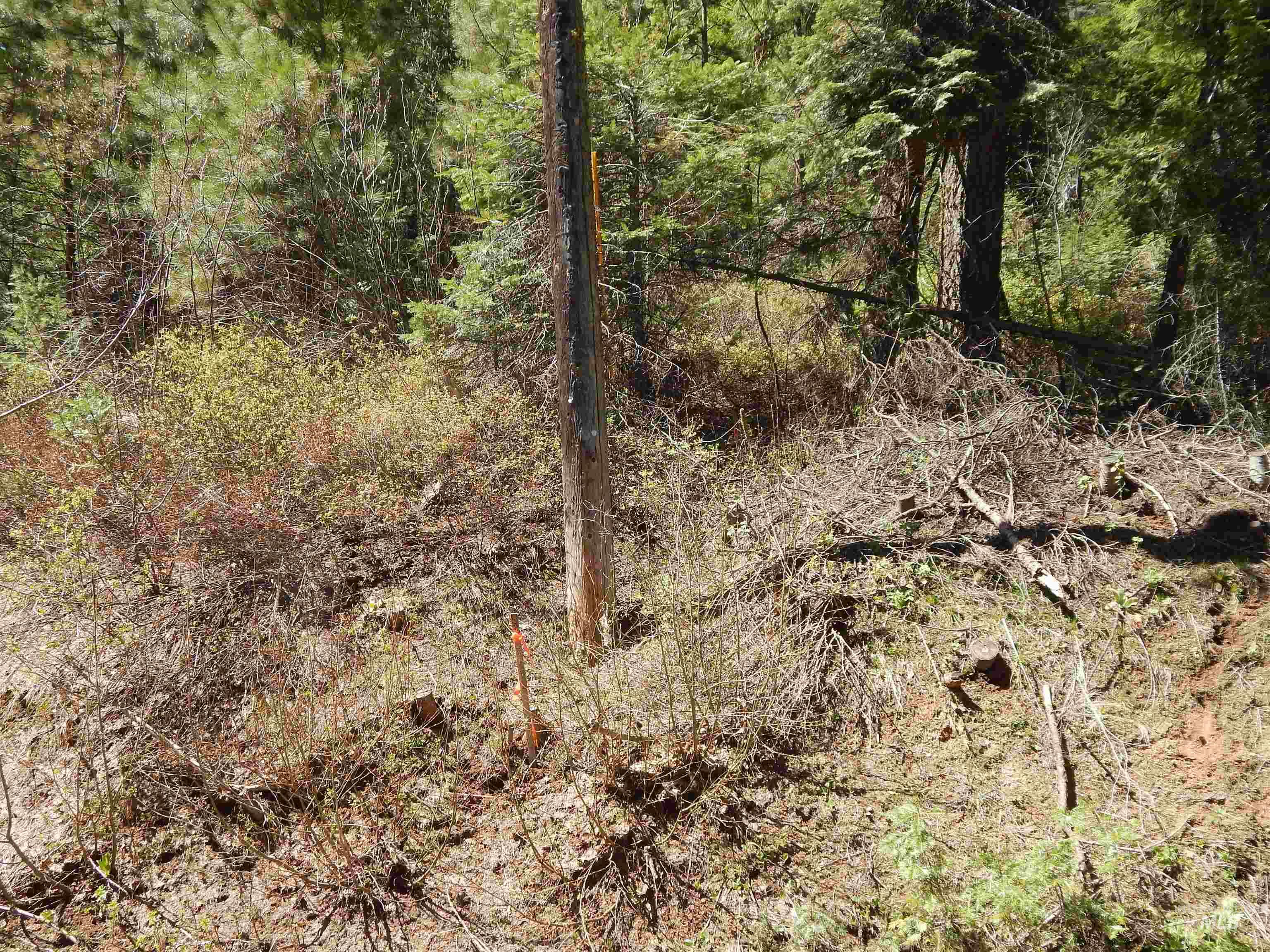 1601 Bear Trail Loop, Donnelly, Idaho 83615, Land For Sale, Price $189,000,MLS 98983999