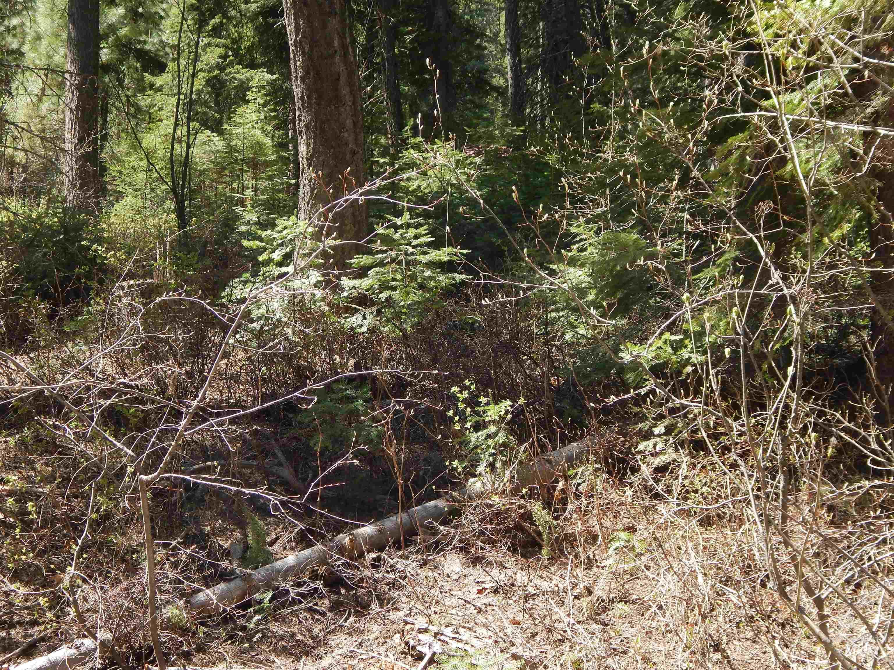 1601 Bear Trail Loop, Donnelly, Idaho 83615, Land For Sale, Price $199,000,MLS 98983999