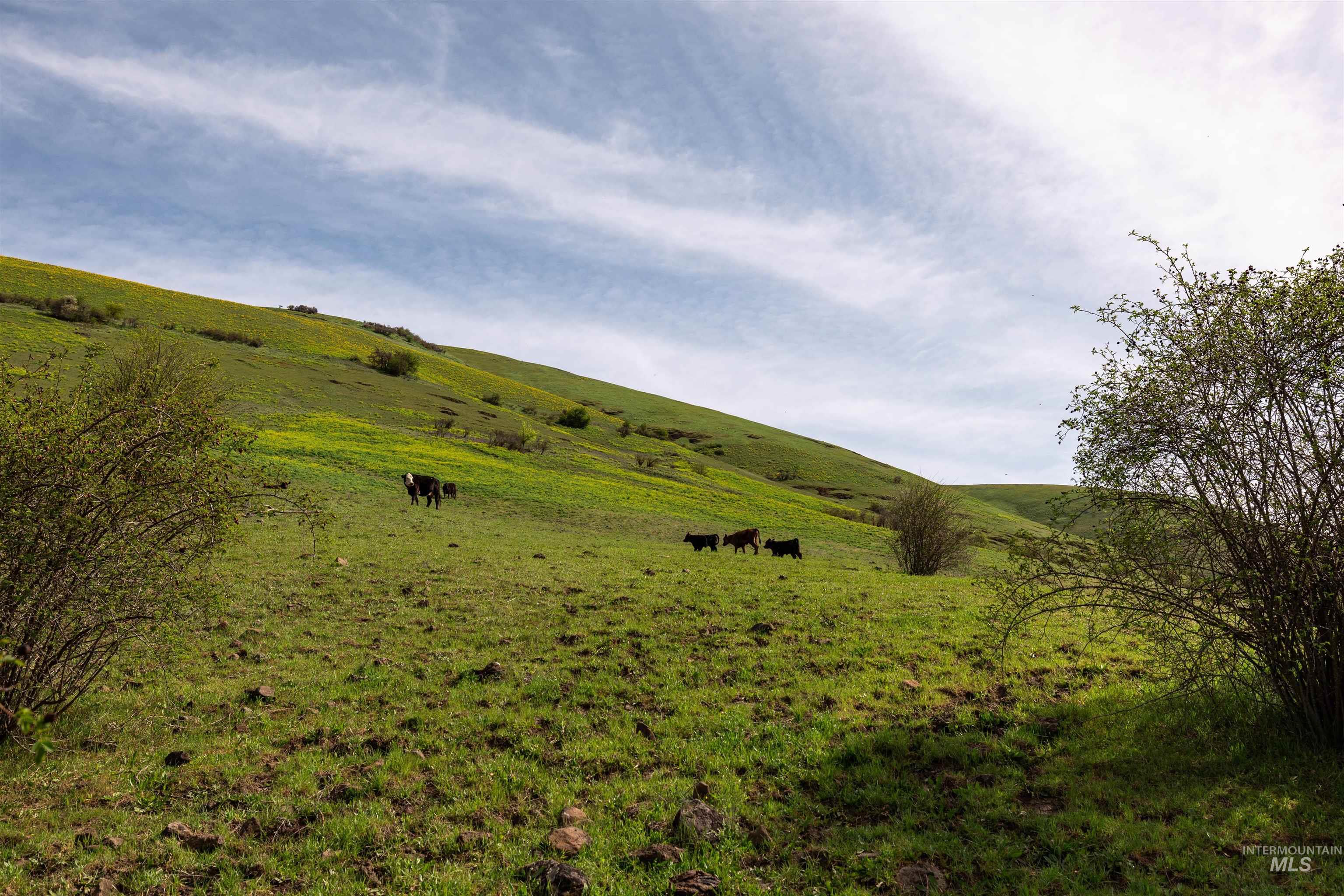 259 Cottonwood Creek Ranch, Stites, Idaho 83552, 4 Bedrooms, 2 Bathrooms, Farm & Ranch For Sale, Price $2,779,000,MLS 98984066