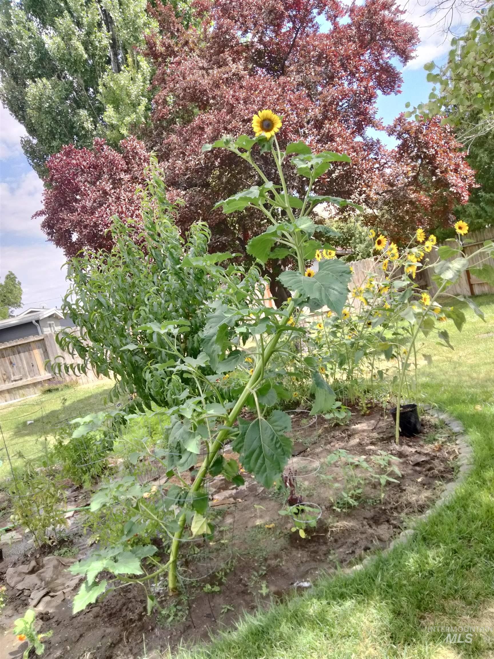 2691 Southview Place, Burley, Idaho 83318, 3 Bedrooms, 1 Bathroom, Residential For Sale, Price $269,000, 98984103