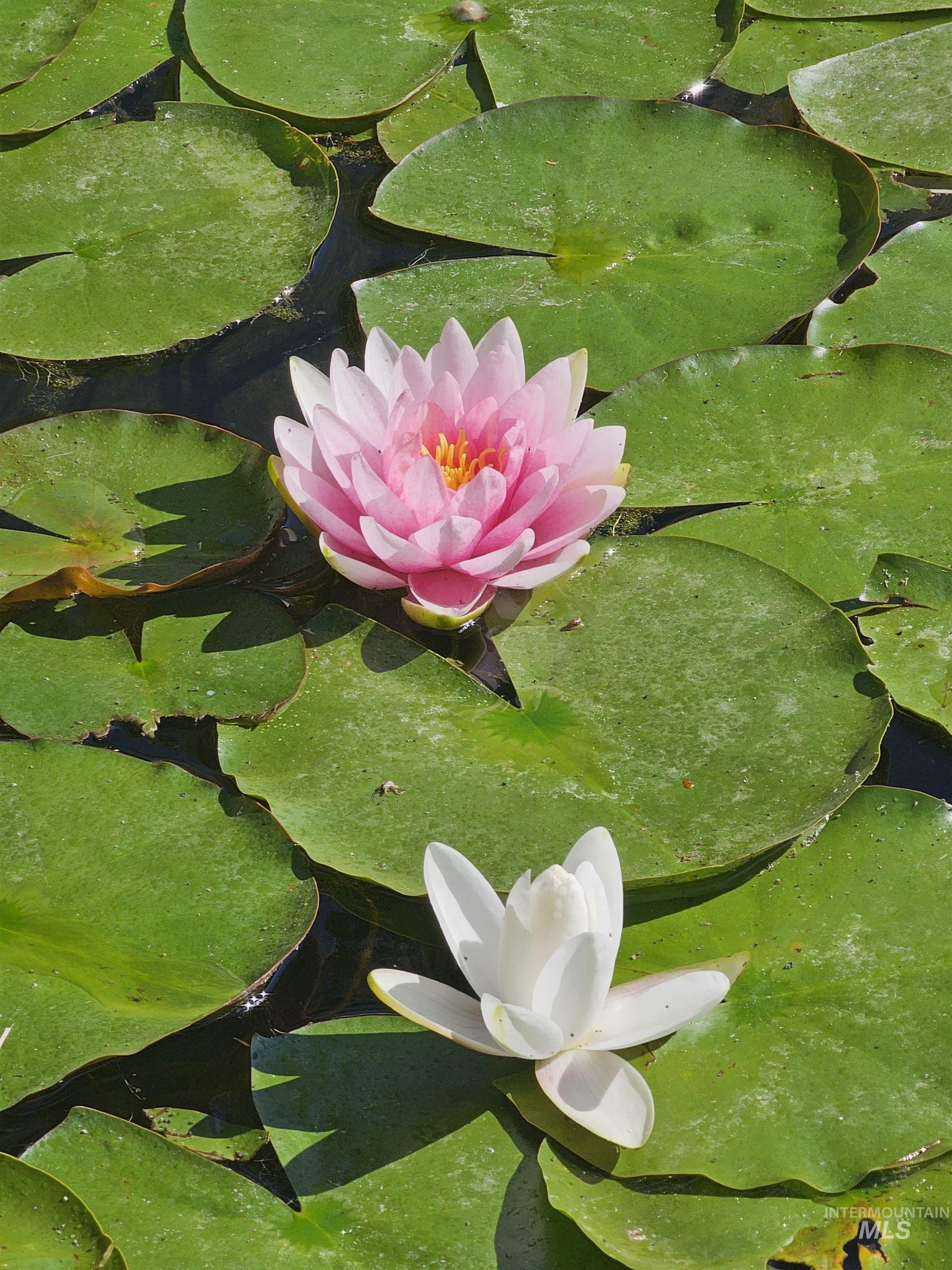 498 E W Moskee St, Meridian, Idaho 83646, 6 Bedrooms, 2.5 Bathrooms, Residential For Sale, Price $675,000, 98984196