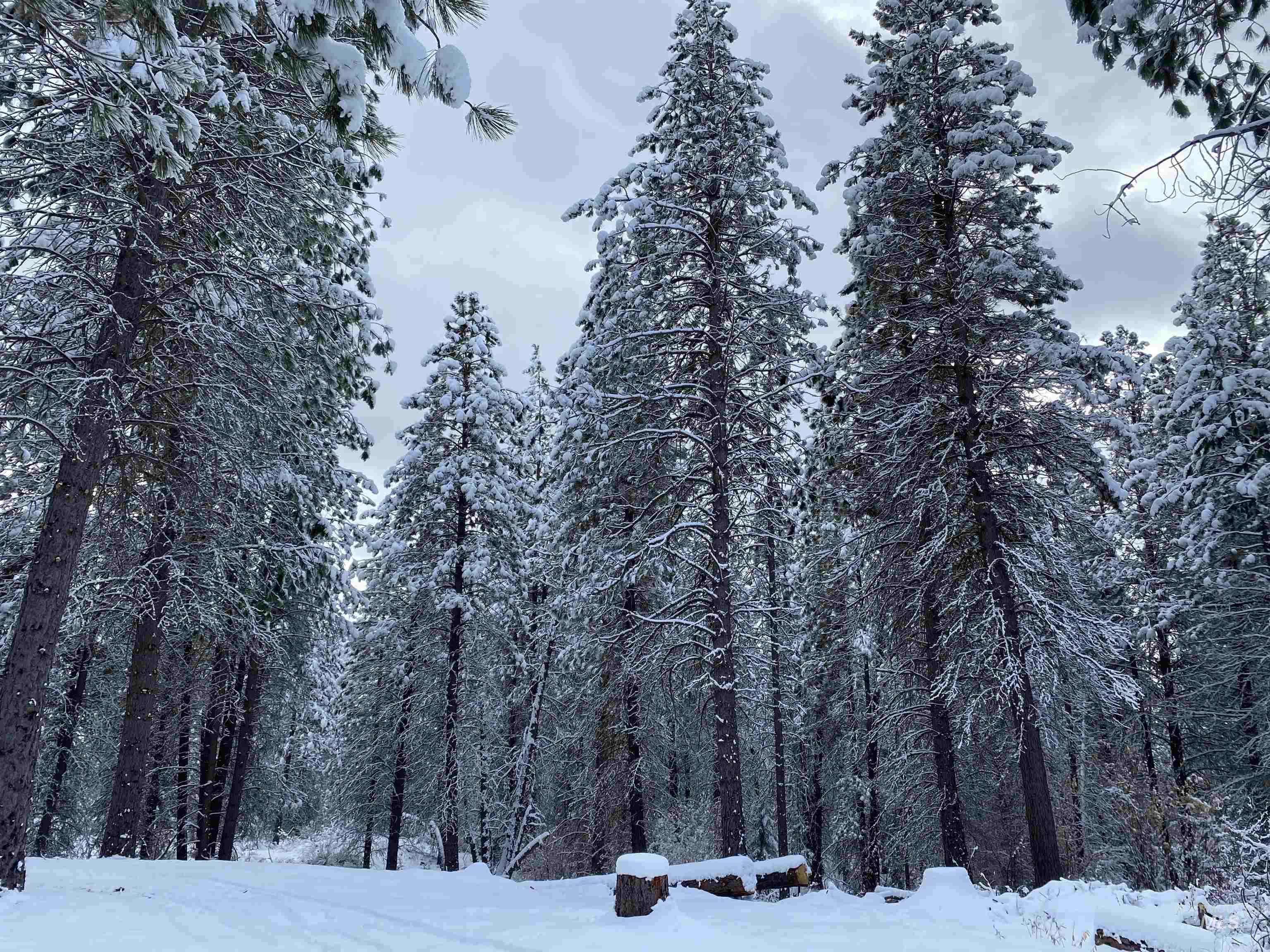 12 Woods Ln, Idaho City, Idaho 83631, Land For Sale, Price $199,000,MLS 98984632
