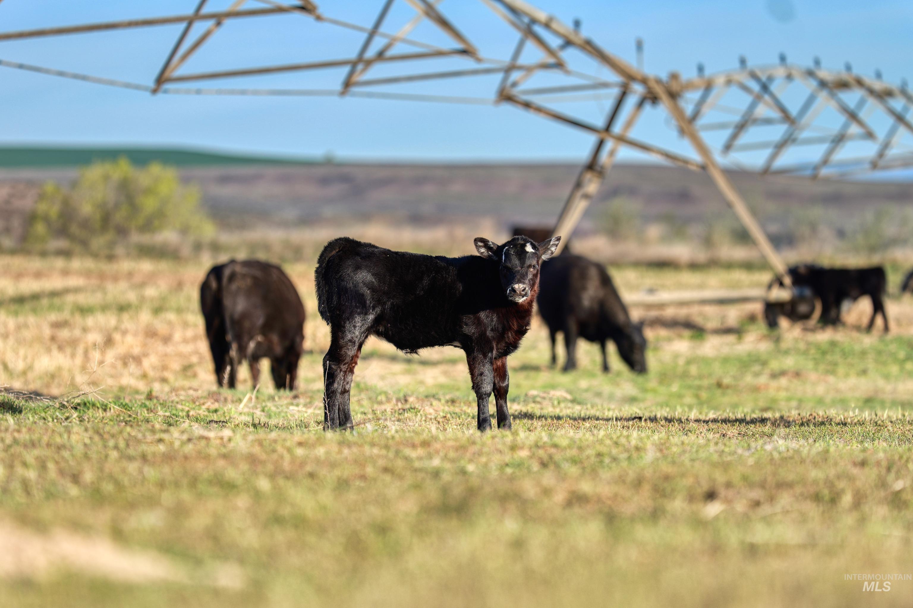 TBD Highway 30, Buhl, Idaho 83316, Farm & Ranch For Sale, Price $3,750,000, 98984667
