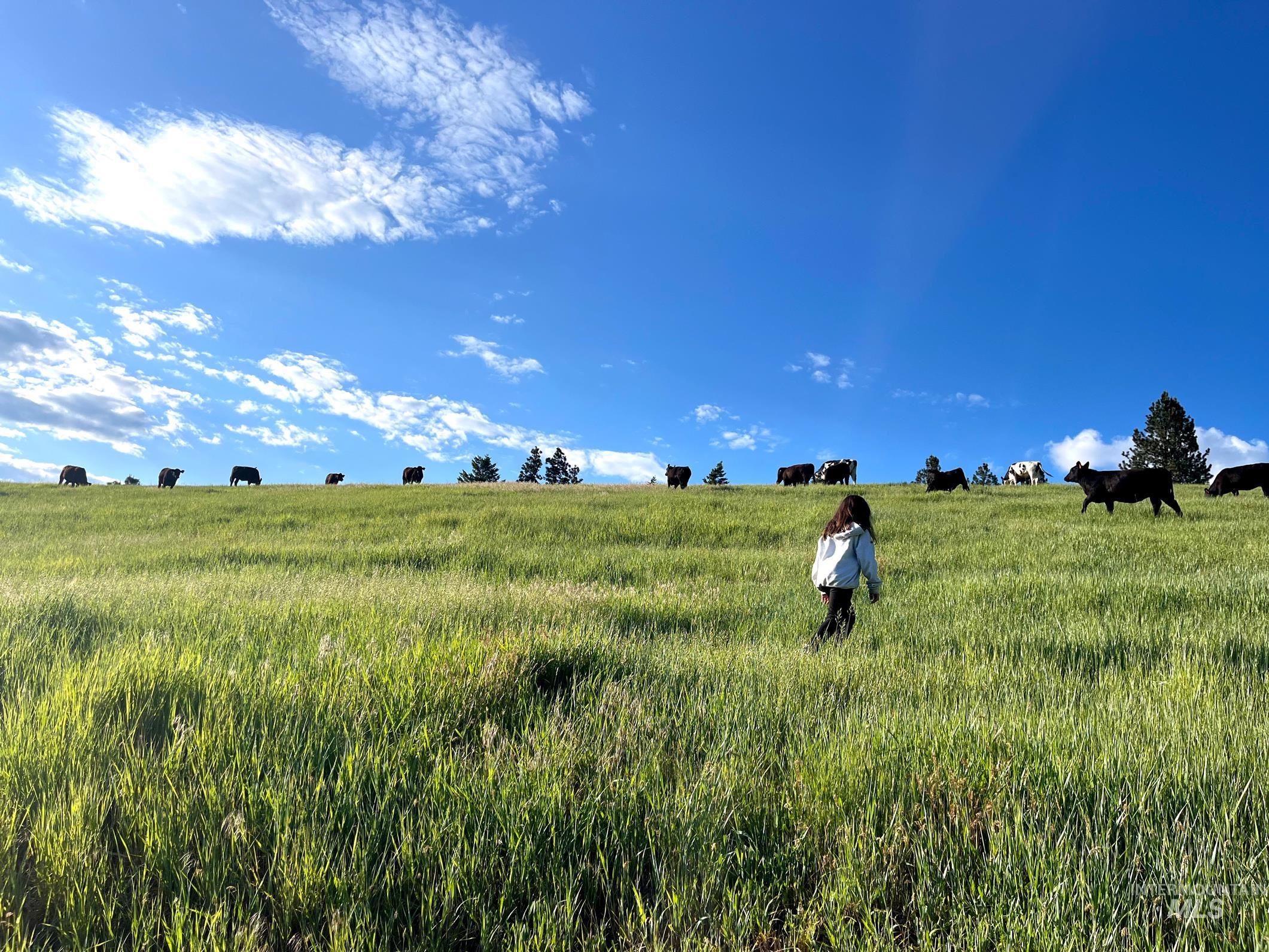 1017 Tiger Drive, Kendrick, Idaho 83537, 4 Bedrooms, 2.5 Bathrooms, Farm & Ranch For Sale, Price $3,495,000,MLS 98984927