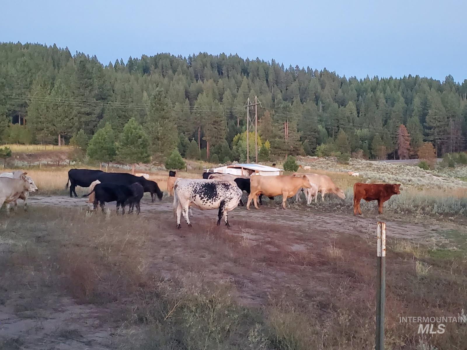 11 Stonebreaker Ln., Cascade, Idaho 83611, Land For Sale, Price $1,299,000,MLS 98985973
