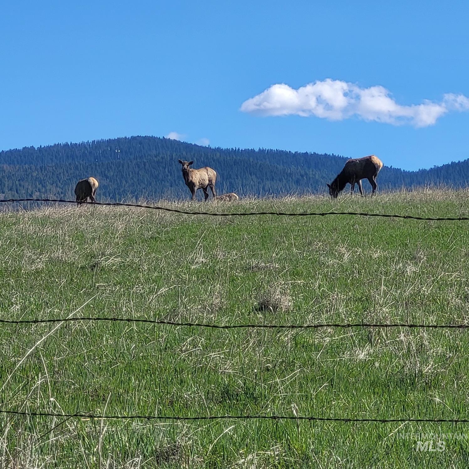 680 Pleasant Valley Road, Clearwater, Idaho 83552, 3 Bedrooms, 1 Bathroom, Residential For Sale, Price $489,000, 98986095