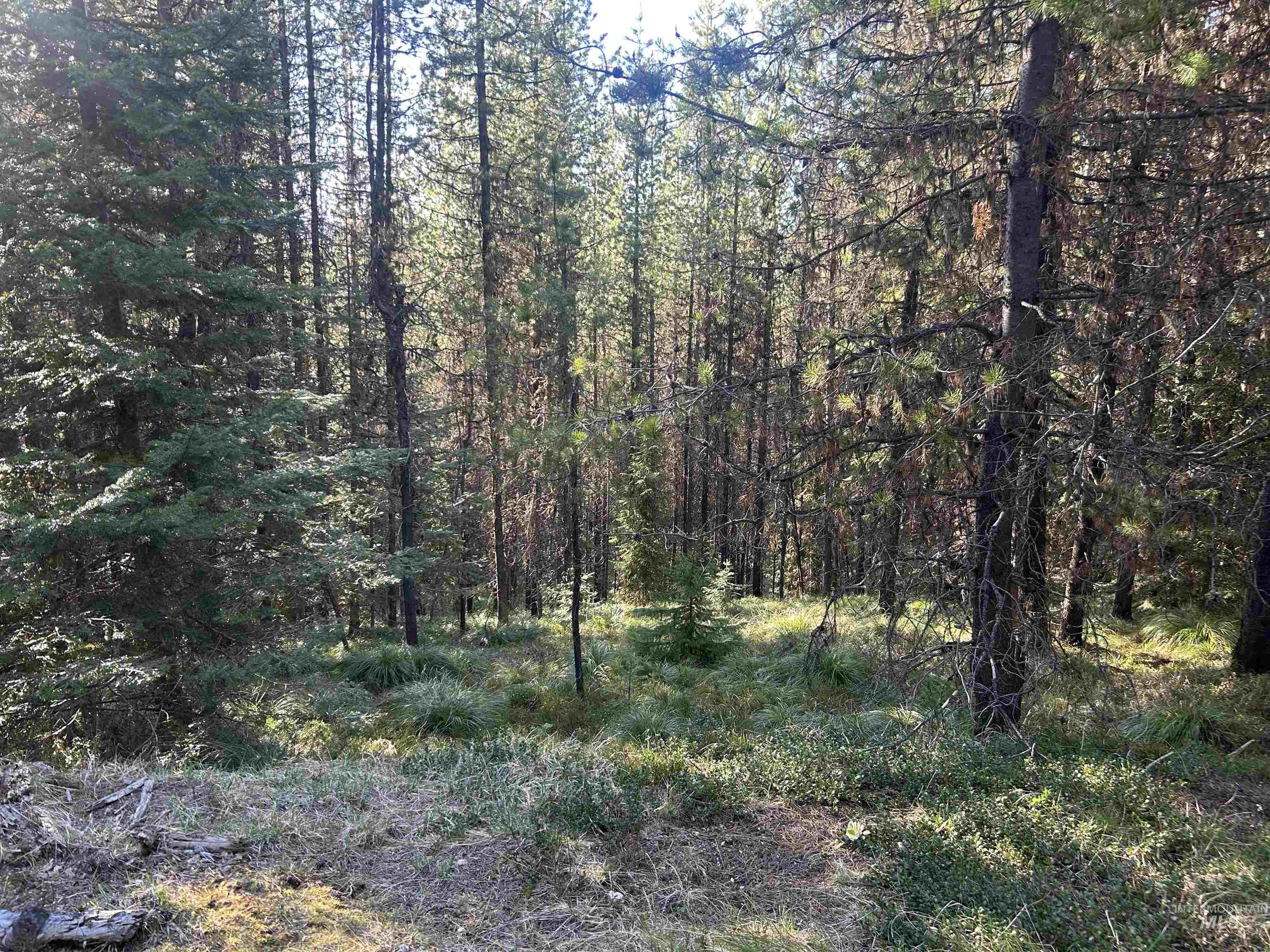 162 coopers lane, Elk City, Idaho 83525, Land For Sale, Price $199,900, 98986447
