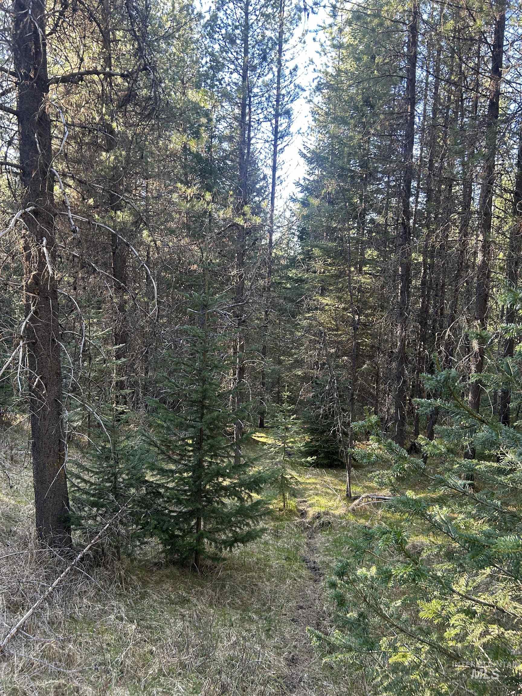 162 coopers lane, Elk City, Idaho 83525, Land For Sale, Price $199,900, 98986447