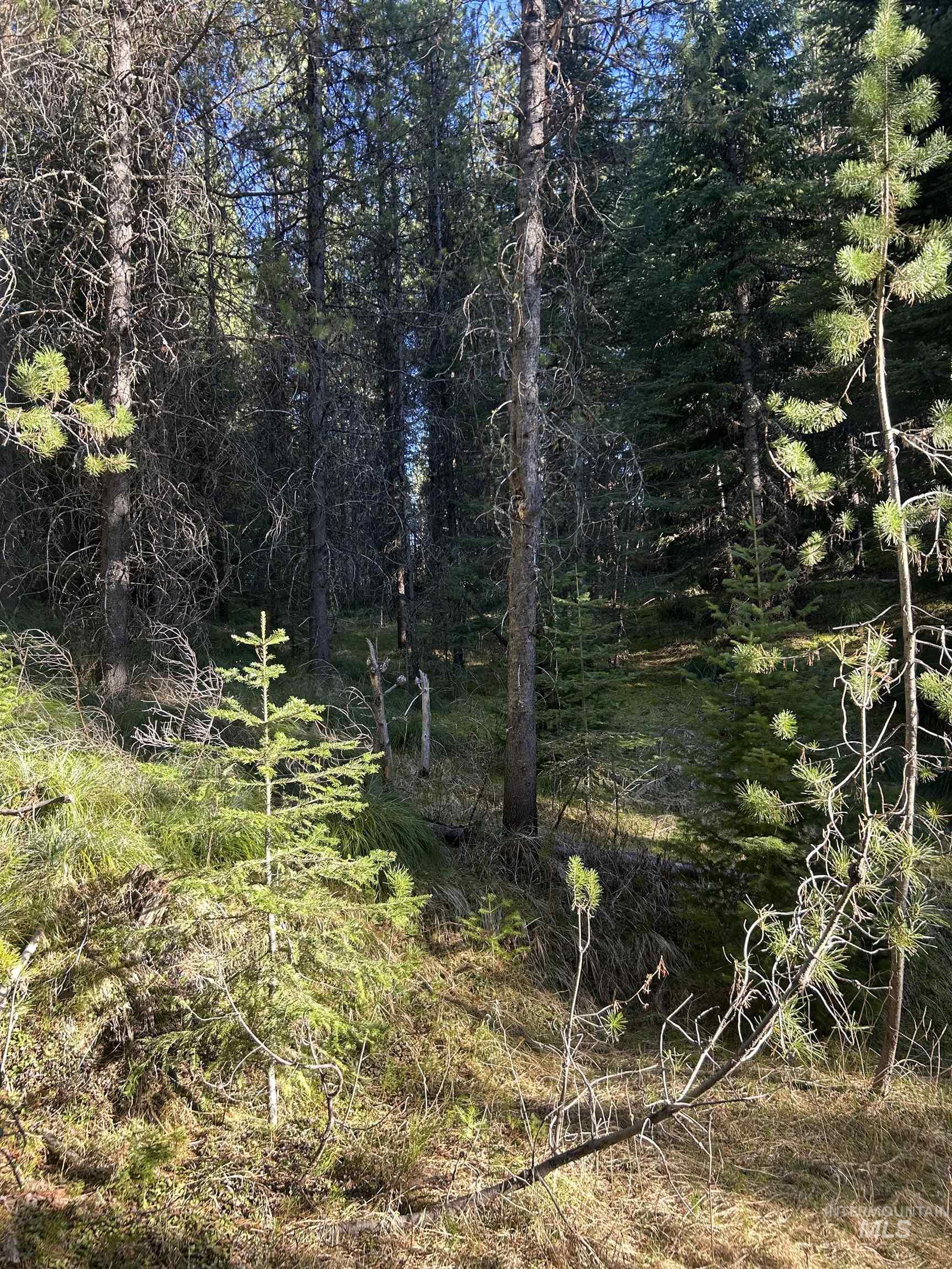 162 coopers lane, Elk City, Idaho 83525, Land For Sale, Price $199,900, 98986447