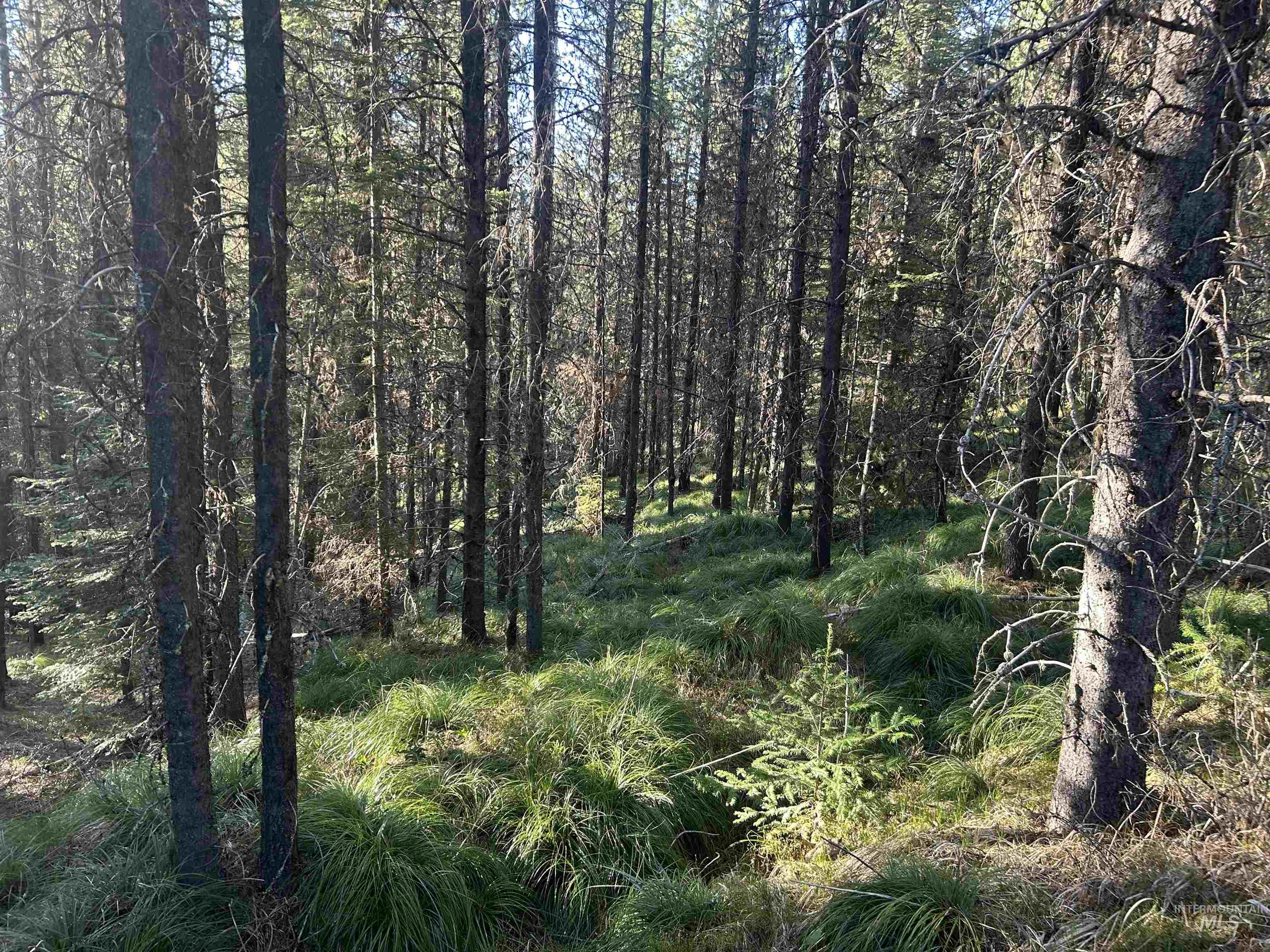 162 coopers lane, Elk City, Idaho 83525, Land For Sale, Price $199,900, 98986447