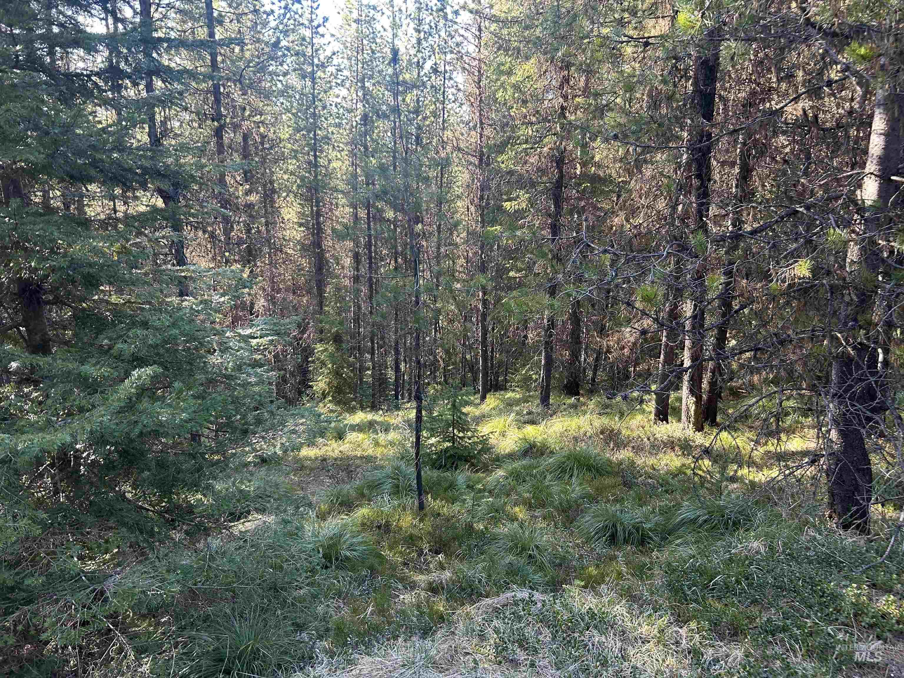 162 coopers lane, Elk City, Idaho 83525, Land For Sale, Price $199,900, 98986447