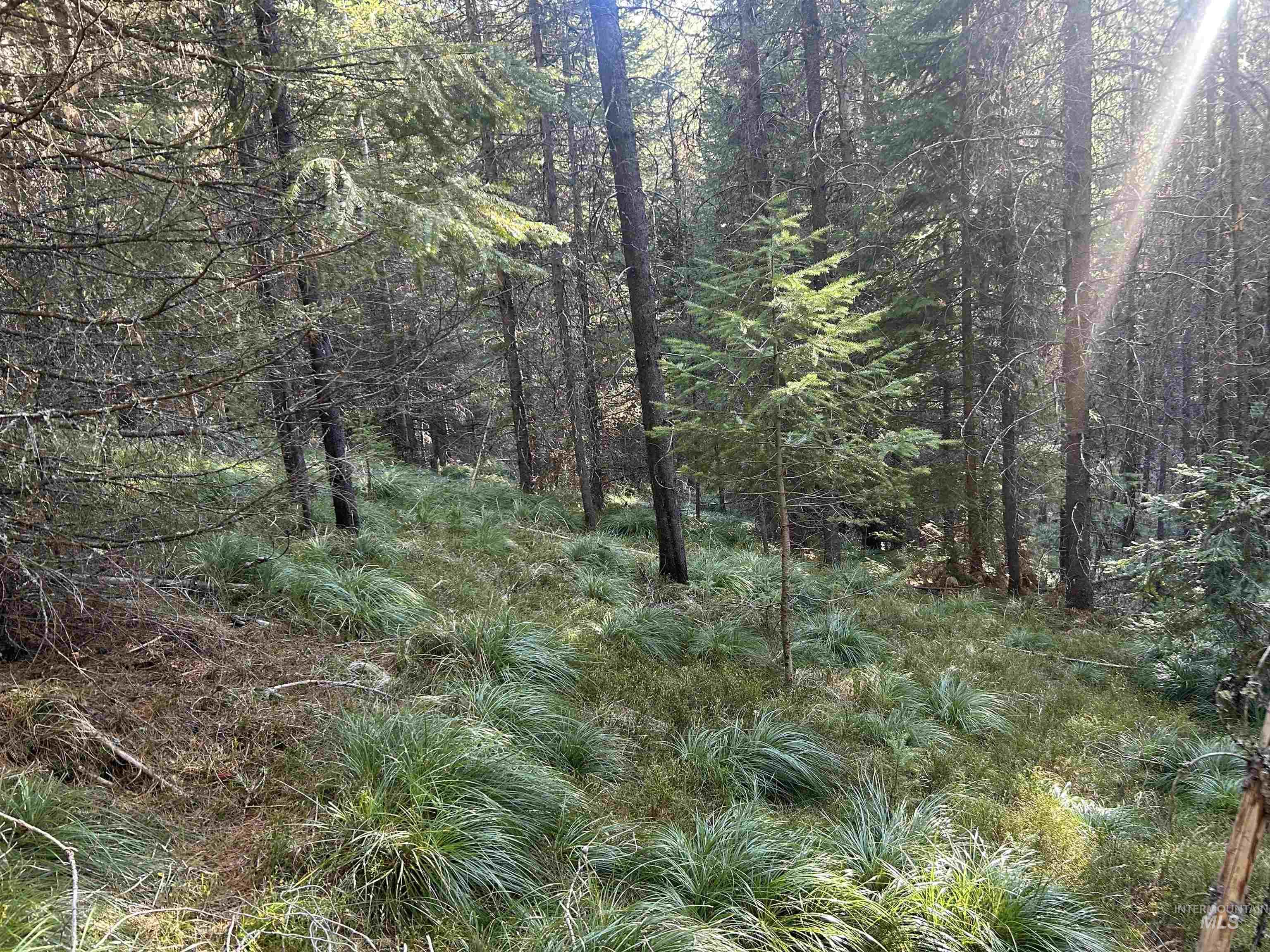 162 coopers lane, Elk City, Idaho 83525, Land For Sale, Price $199,900, 98986447