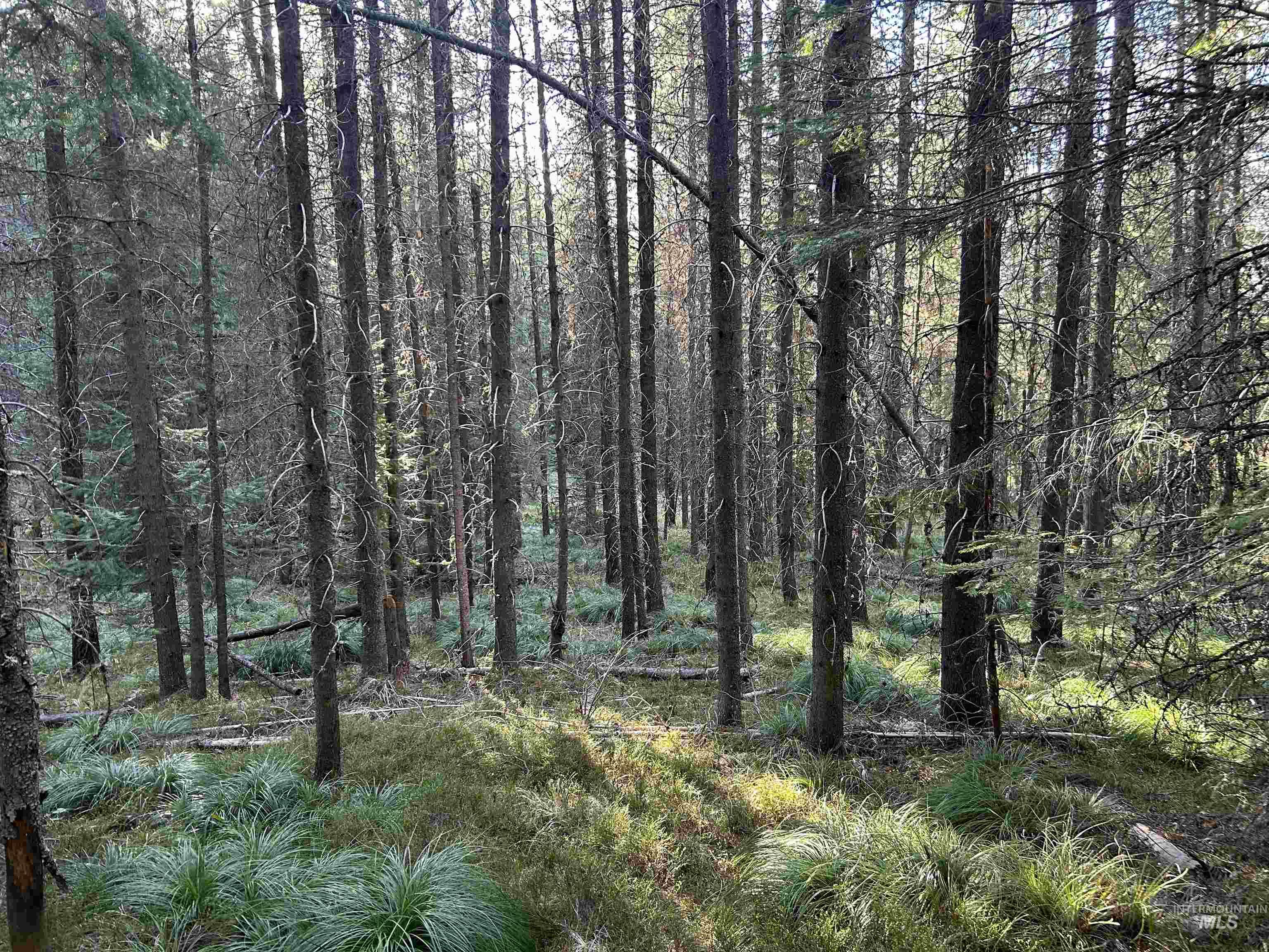 162 coopers lane, Elk City, Idaho 83525, Land For Sale, Price $199,900, 98986447