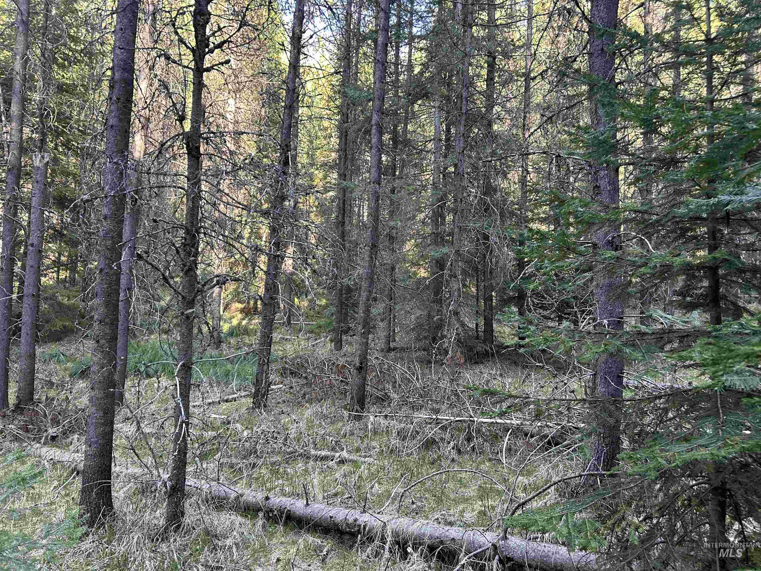 162 coopers lane, Elk City, Idaho 83525, Land For Sale, Price $199,900, 98986447