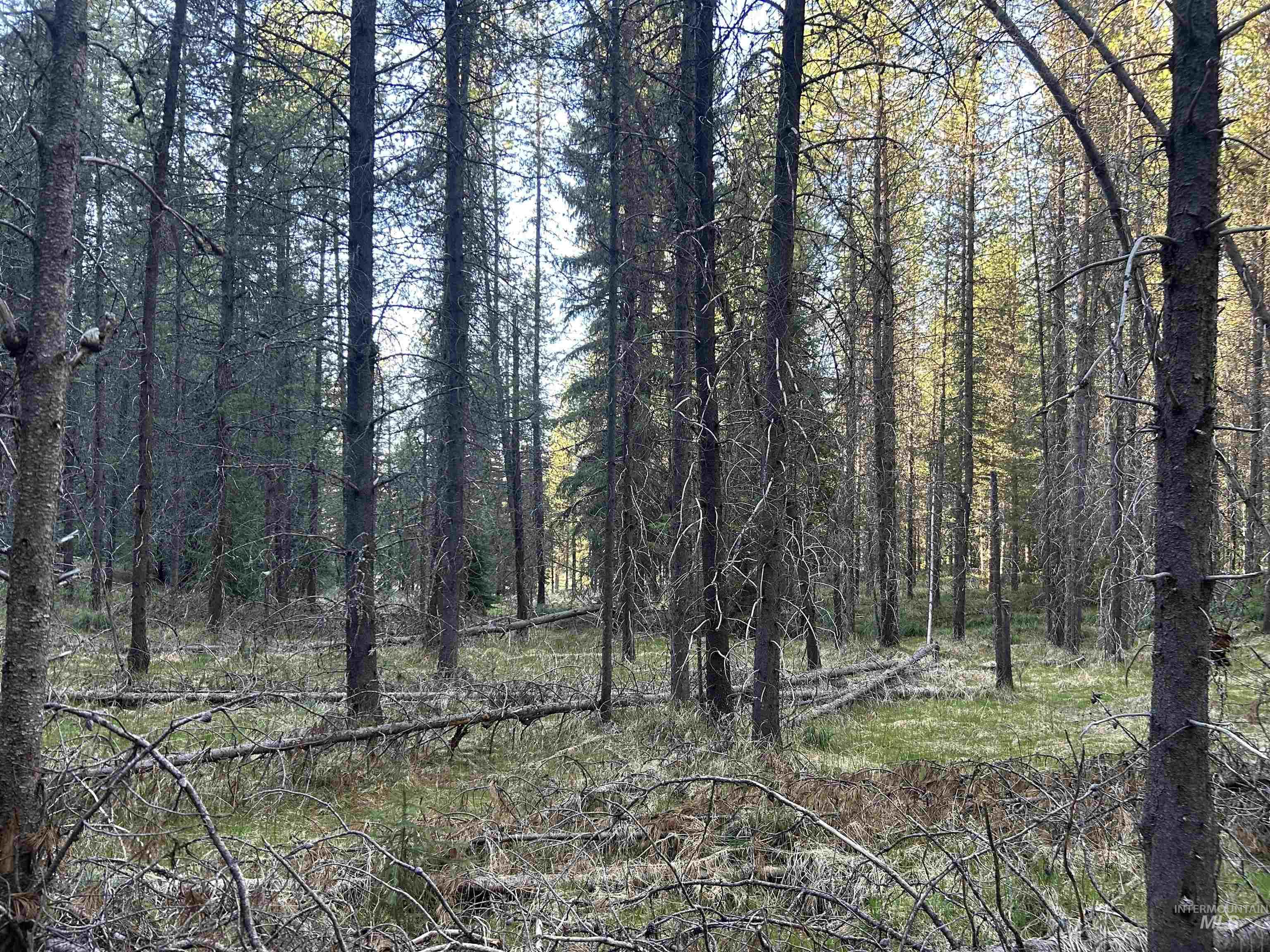 162 coopers lane, Elk City, Idaho 83525, Land For Sale, Price $199,900, 98986447