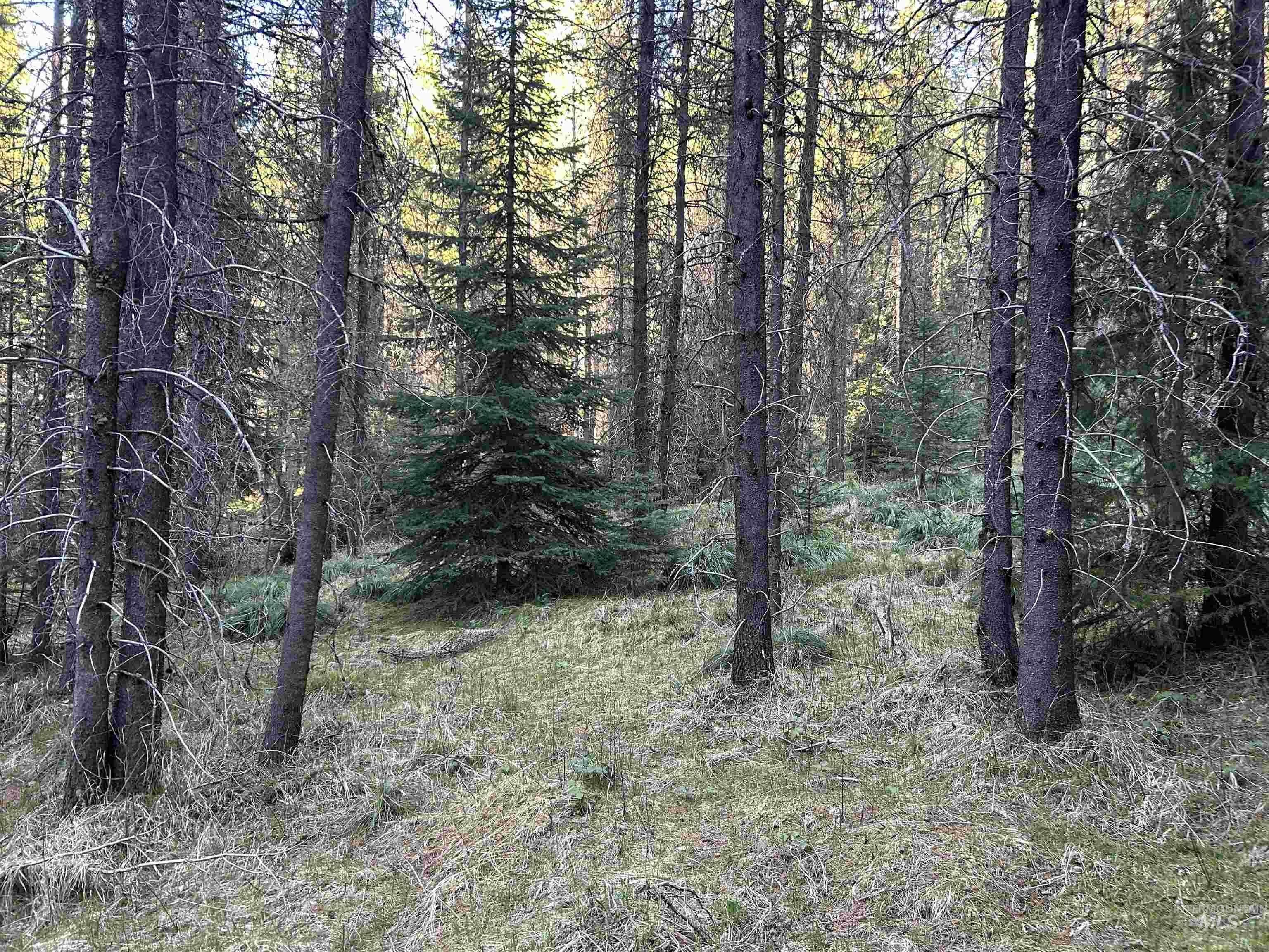 162 coopers lane, Elk City, Idaho 83525, Land For Sale, Price $199,900, 98986447