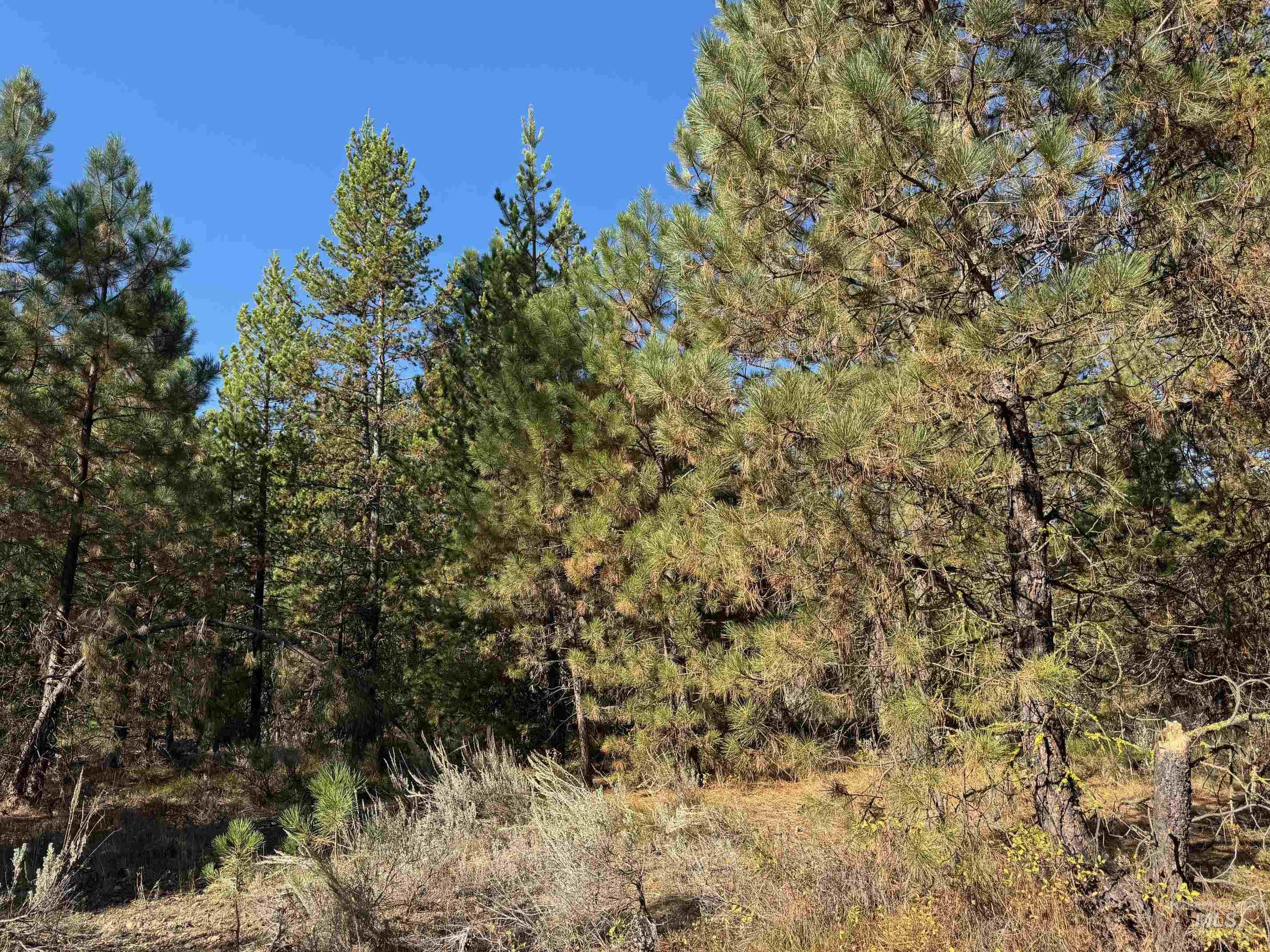 13 Cassia Ct, McCall, Idaho 83638, Land For Sale, Price $245,000, 98986983