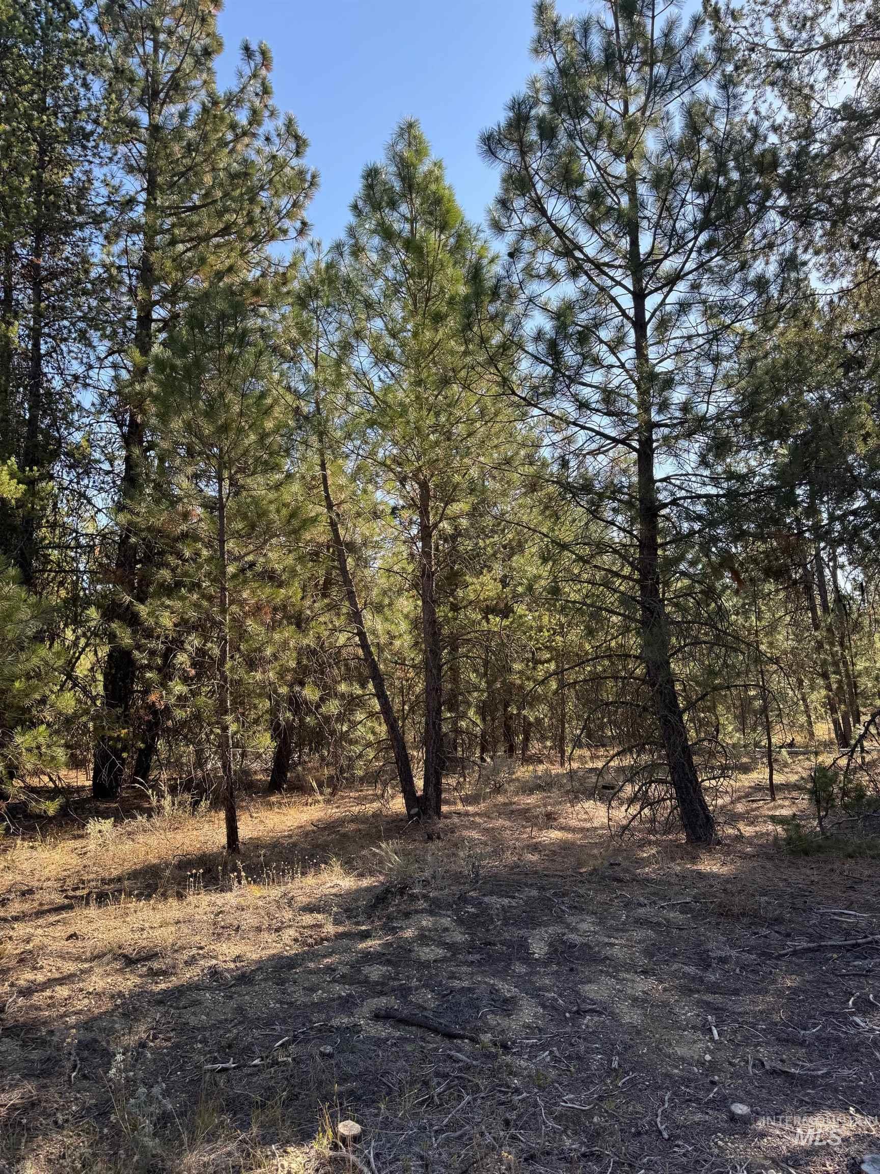 13 Cassia Ct, McCall, Idaho 83638, Land For Sale, Price $245,000, 98986983