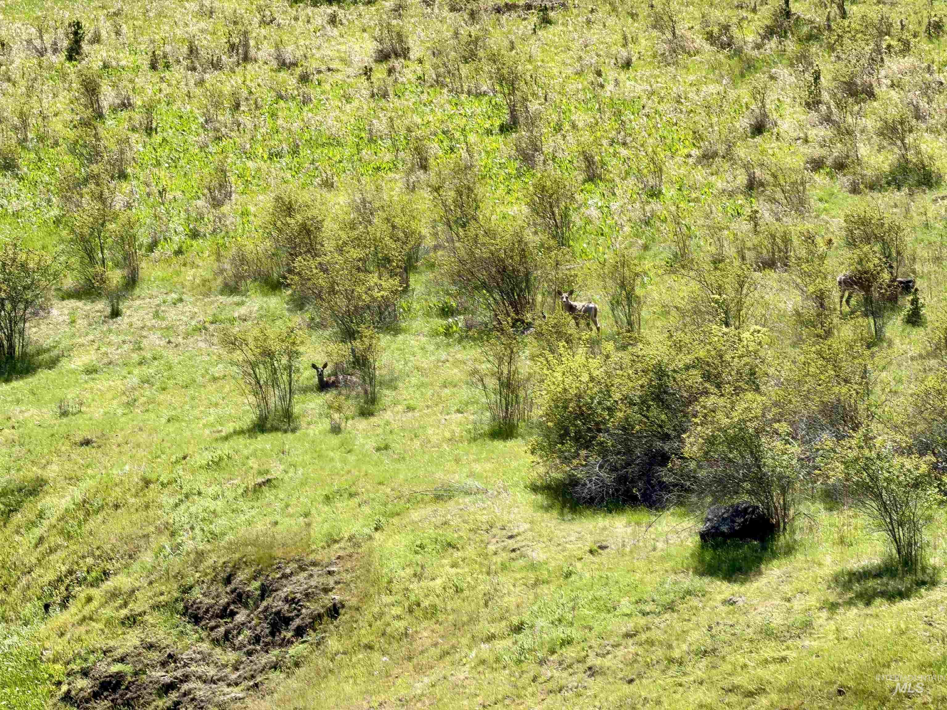 624 Clear Creek Road, Kooskia, Idaho 83539, 4 Bedrooms, 1.5 Bathrooms, Residential For Sale, Price $345,000, 98987641