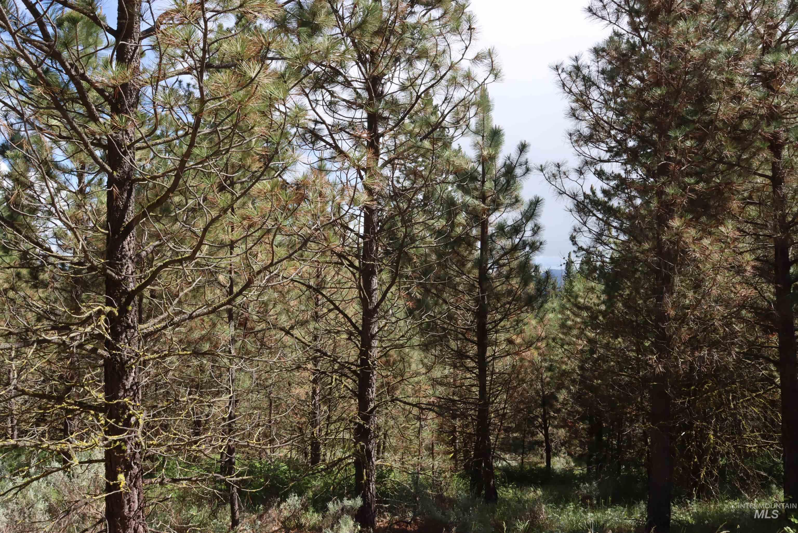7 Bitterroot Ct, McCall, Idaho 83638, Land For Sale, Price $249,500,MLS 98990179