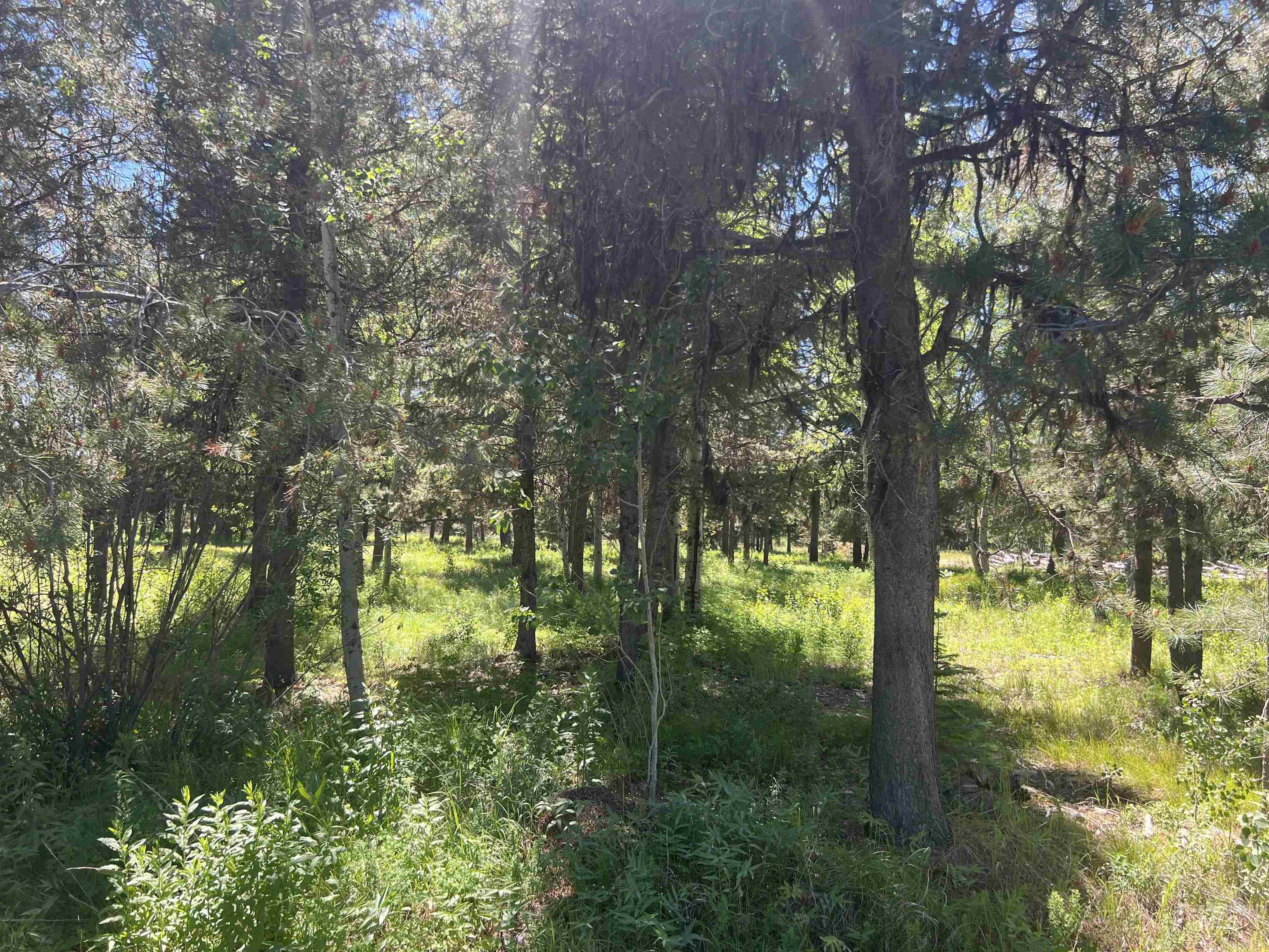 Lot 1 Chad Drive, McCall, Idaho 83638, Land For Sale, Price $299,000, 98990646