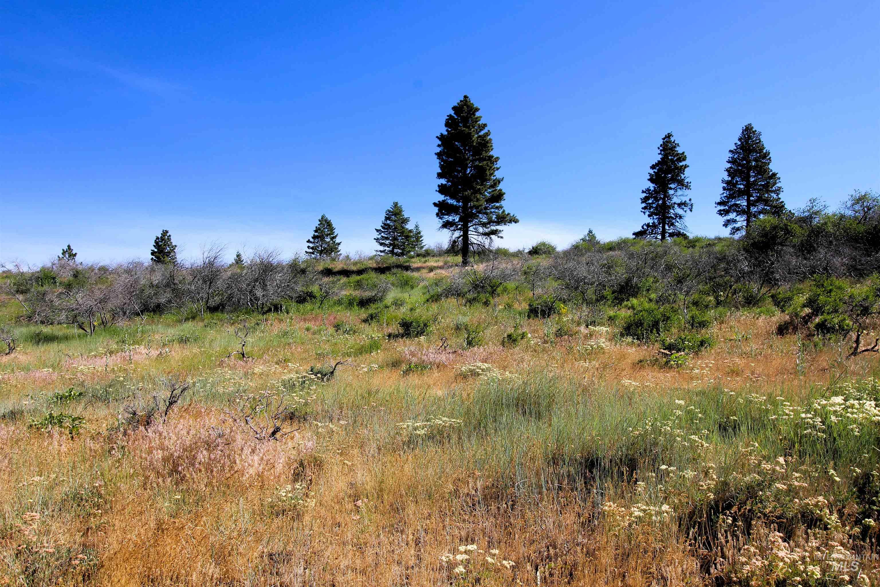 TBD Advent Gulch Rd., Cambridge, Idaho 83610, Land For Sale, Price $245,000, 98990738