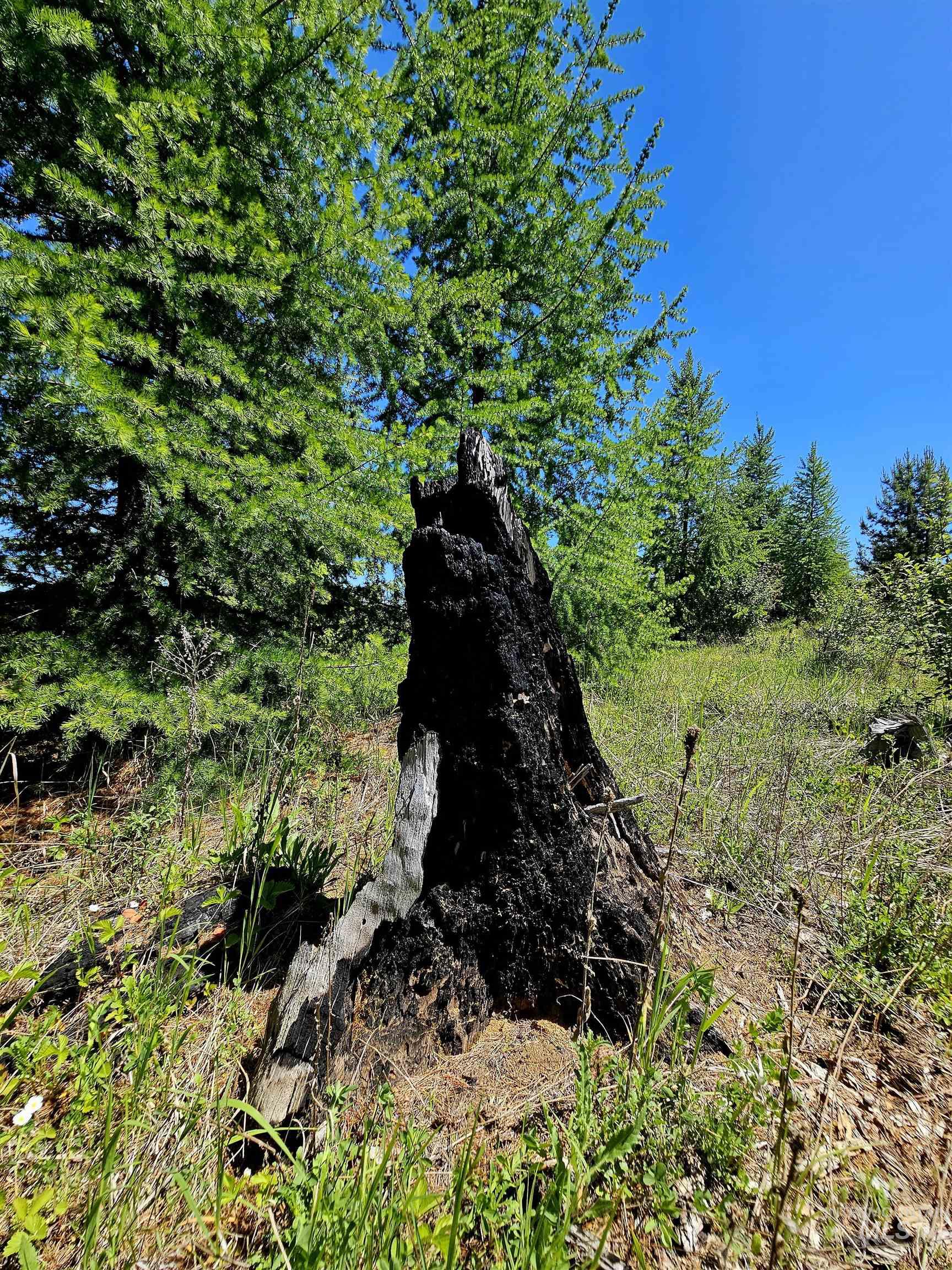0 Timberline Heights, Parcel 5, Weippe, Idaho 83553, Land For Sale, Price $238,700, 98991140