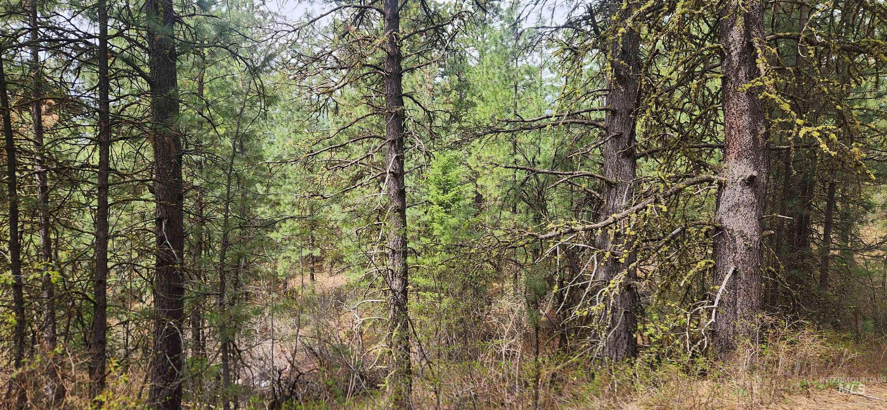 TBD Outlaw Trail, Banks, Idaho 83602, Land For Sale, Price $170,000,MLS 98991274