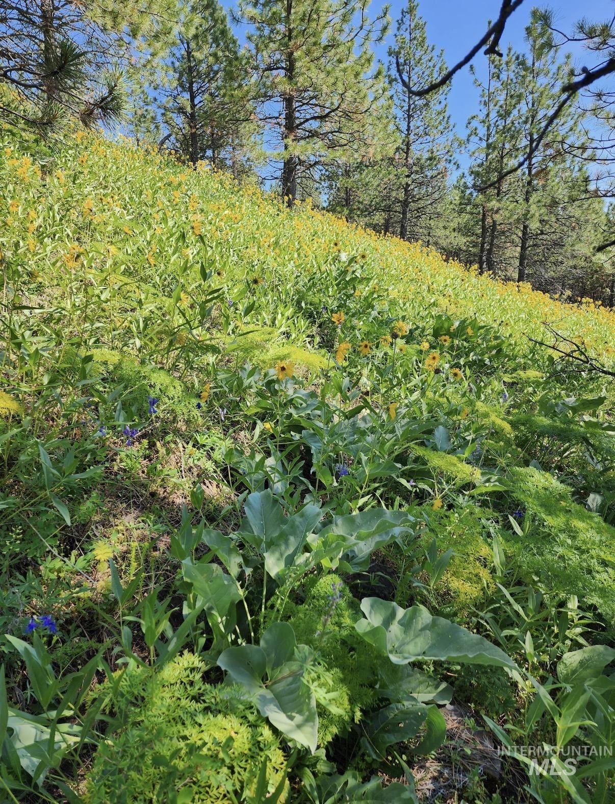 Lot 91 TBD Pilgrim Ridge Road, White Bird, Idaho 83554, Land For Sale, Price $127,000,MLS 98992273