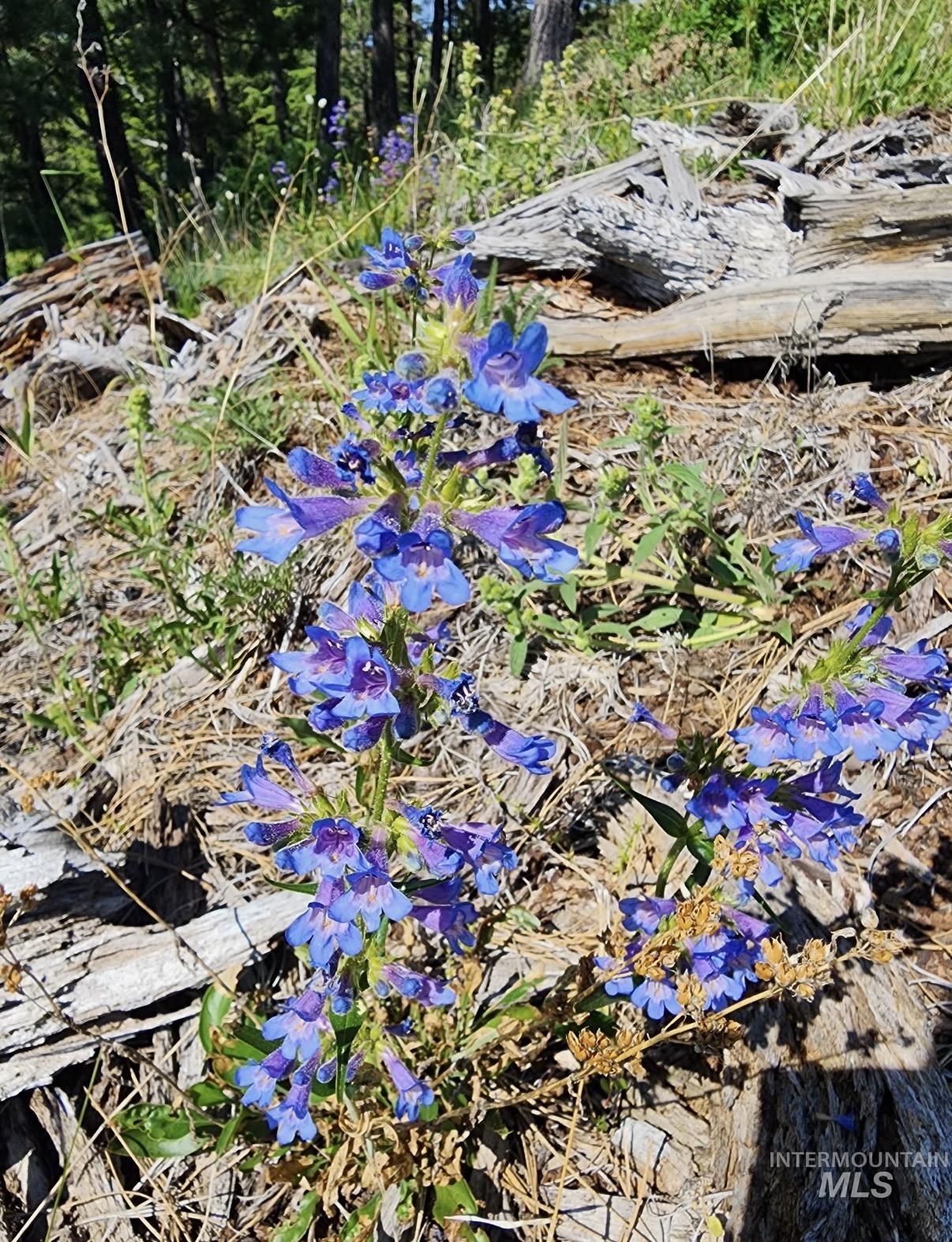 Lot 91 TBD Pilgrim Ridge Road, White Bird, Idaho 83554, Land For Sale, Price $127,000,MLS 98992273
